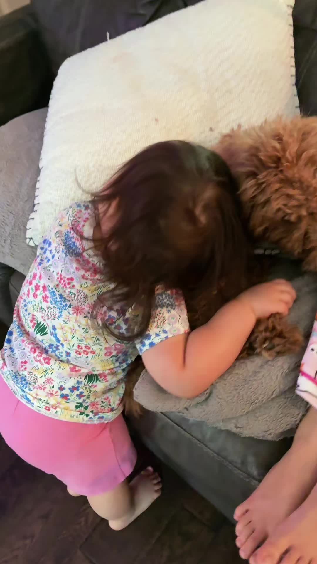 @thechihuahuafamily1