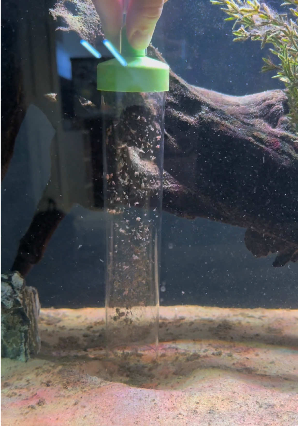 @Cichlid Bros