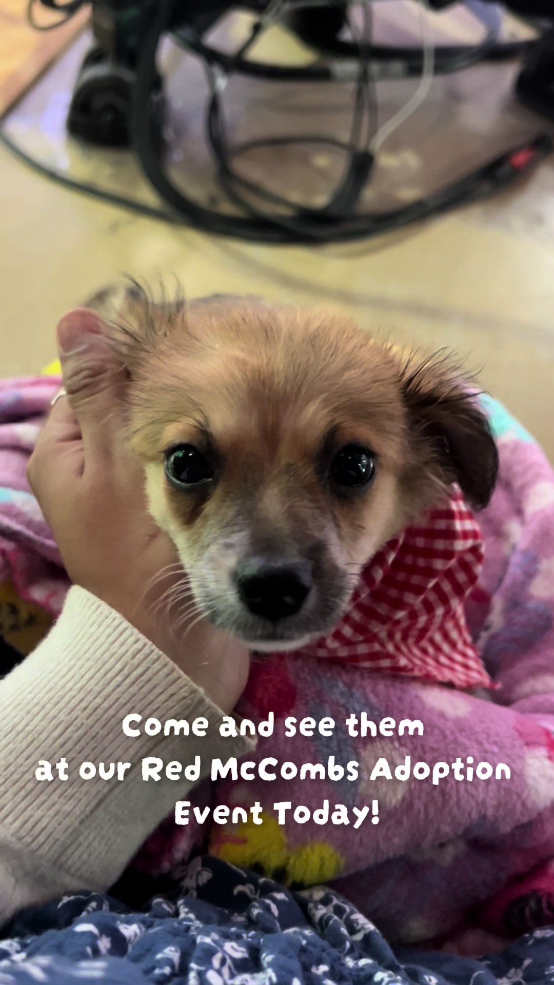 @San Antonio Humane Society