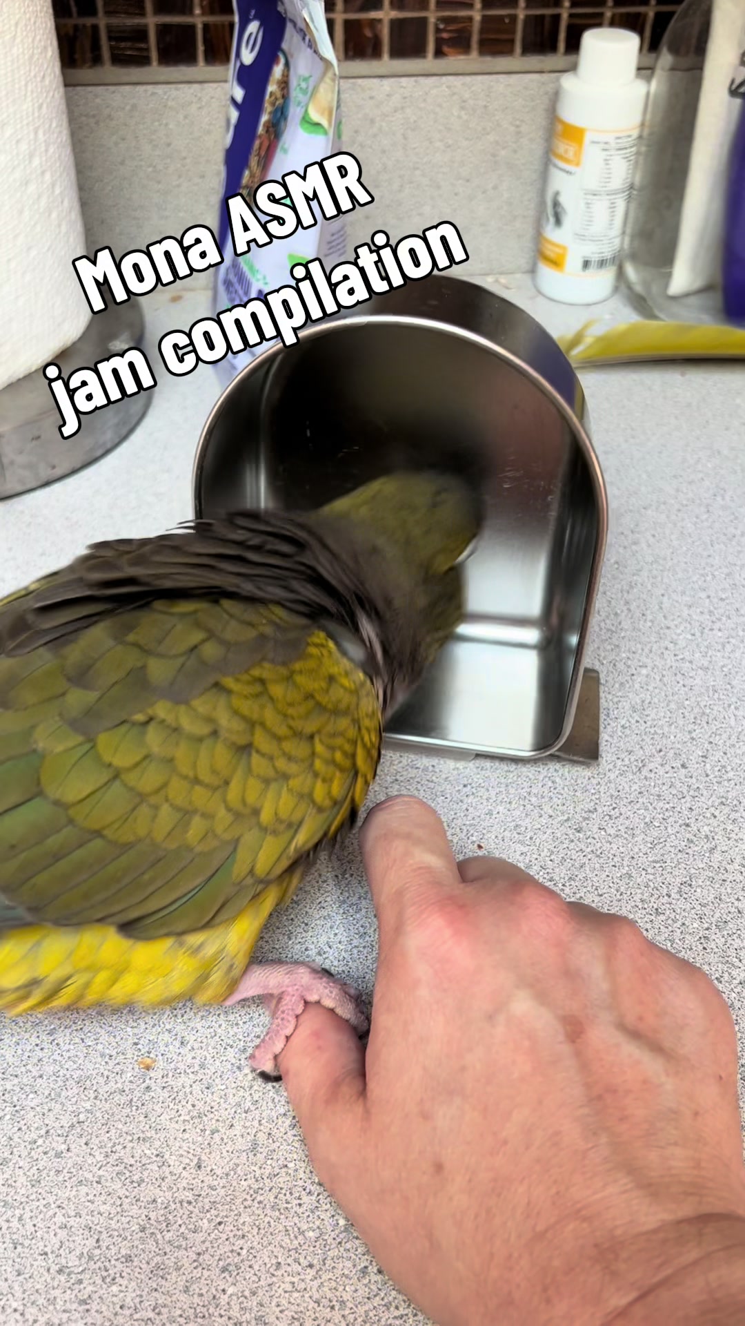 @Rain Blossom Birds