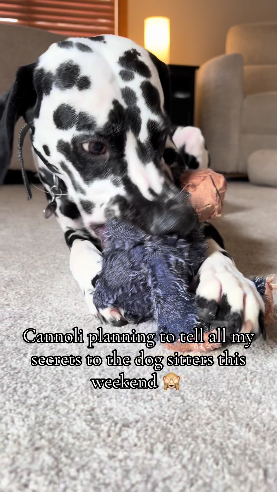 @Cannoli