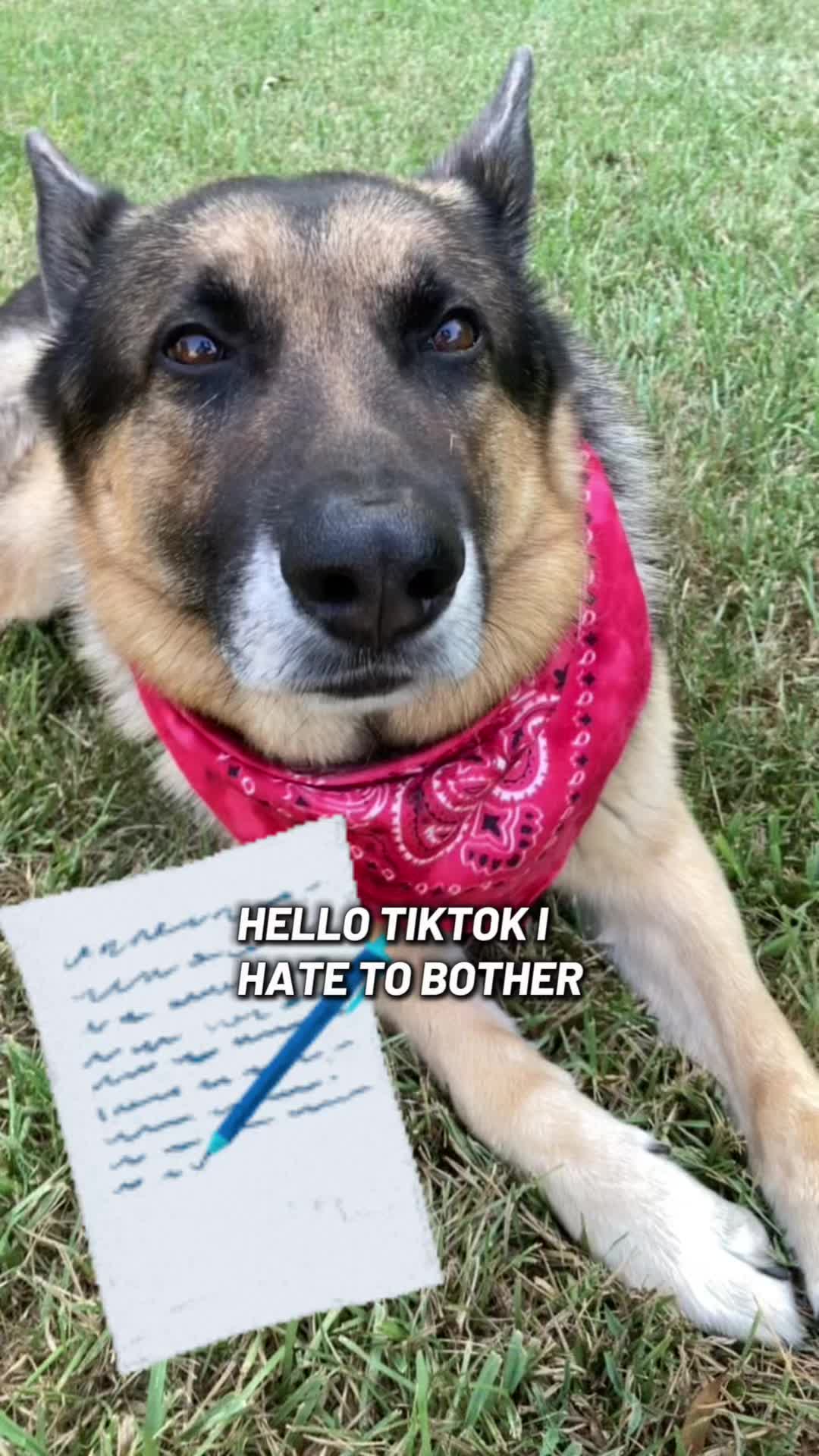 @Walter The German Shepherd