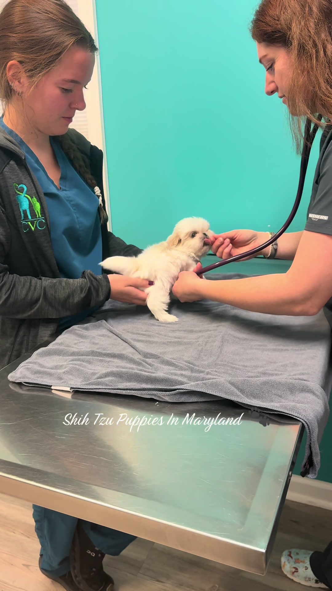 @Shih Tzu Puppies in Maryland