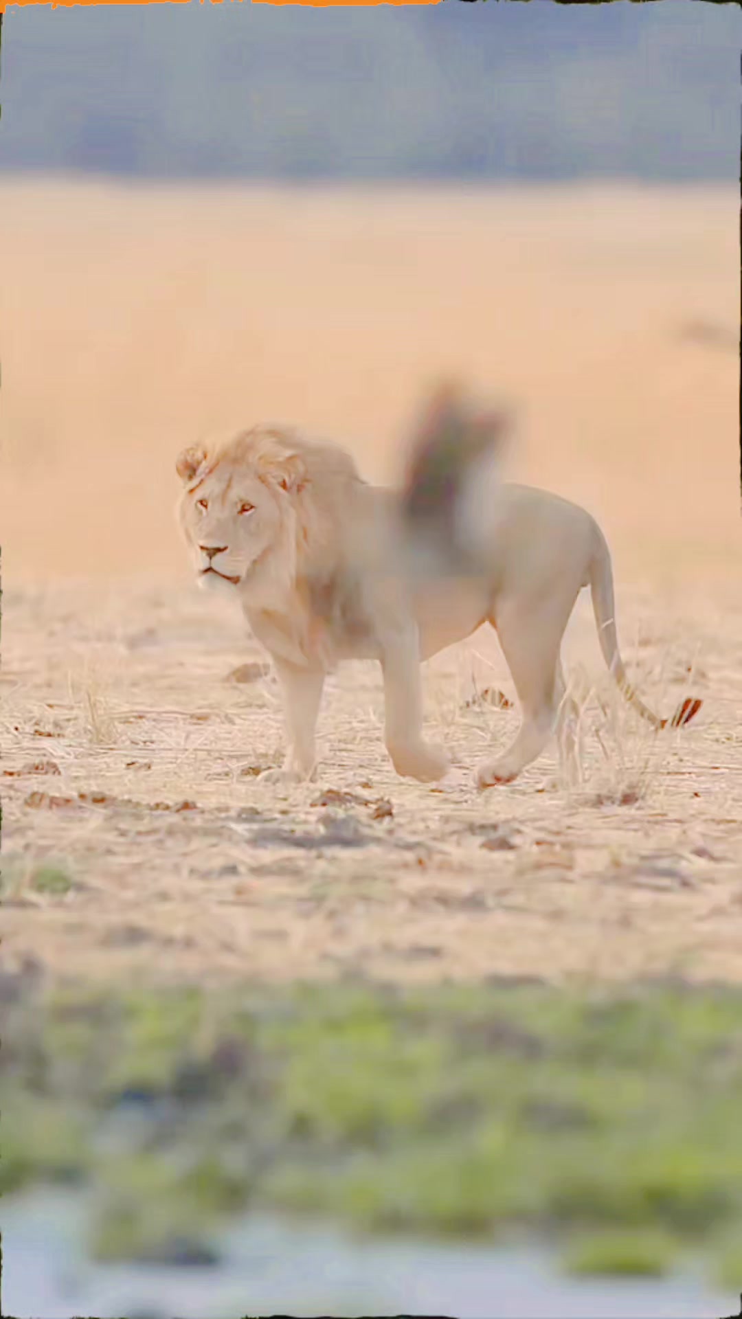 @ببر شیر