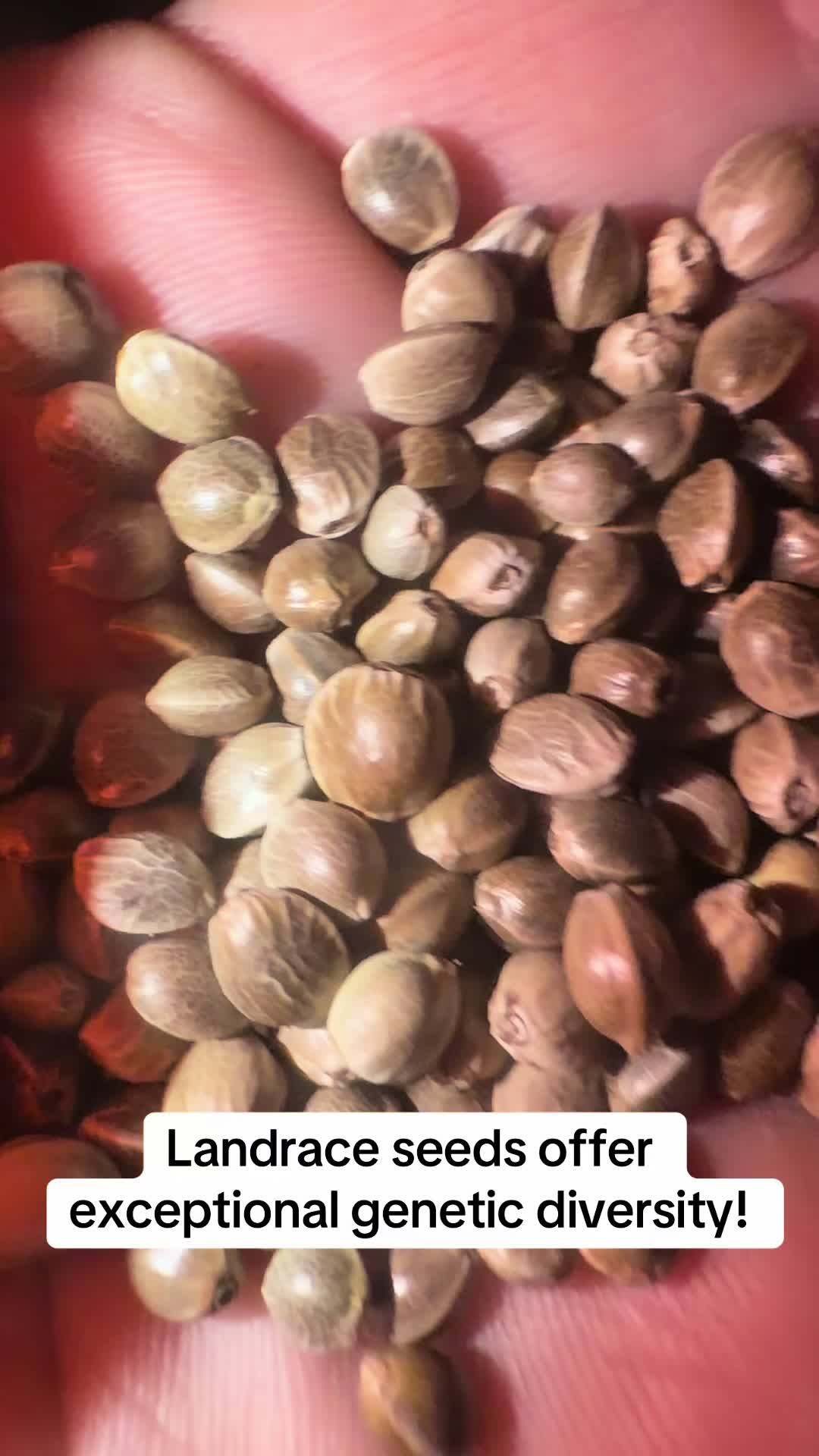 @SEEDTIVA