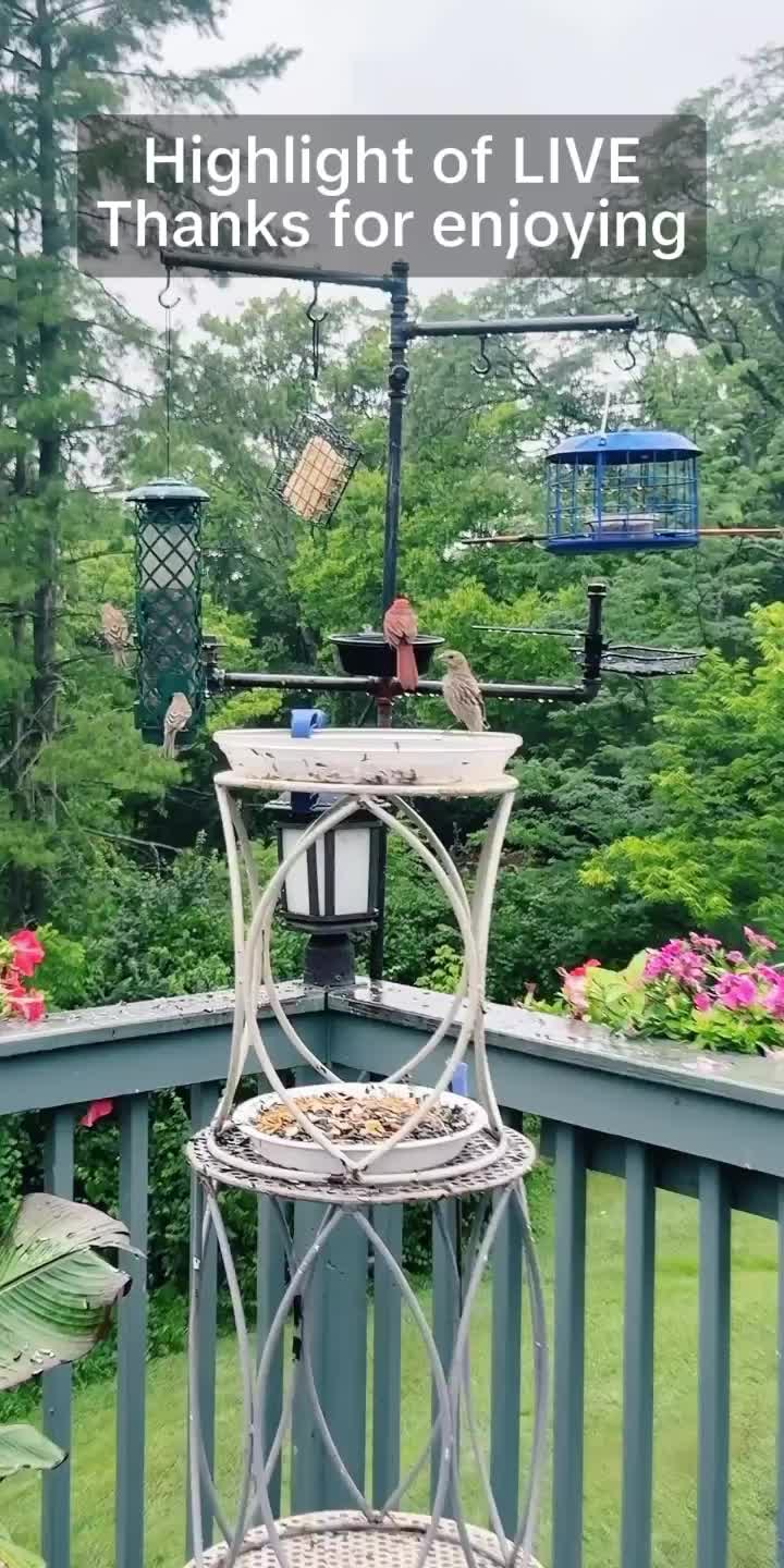 @Backyardbirdz