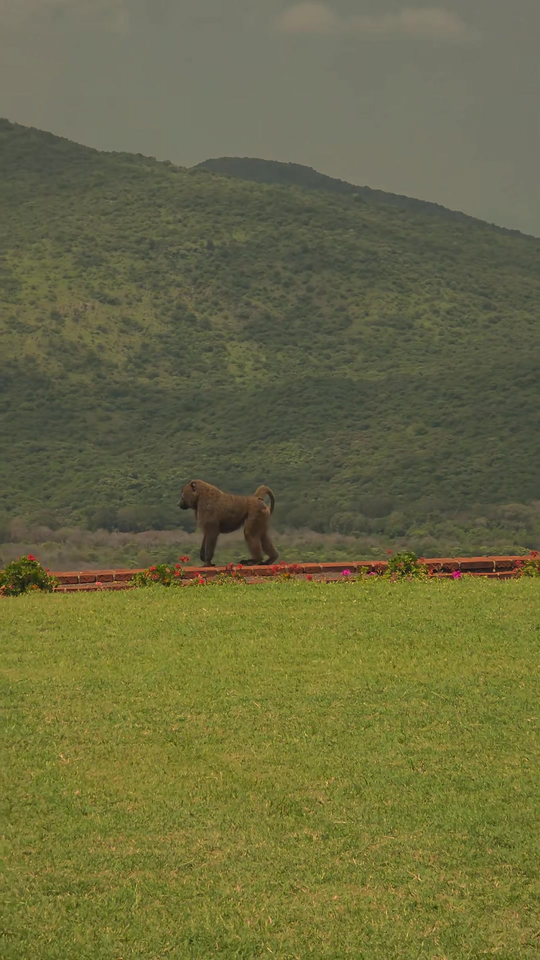 @Ethiopian wildlife