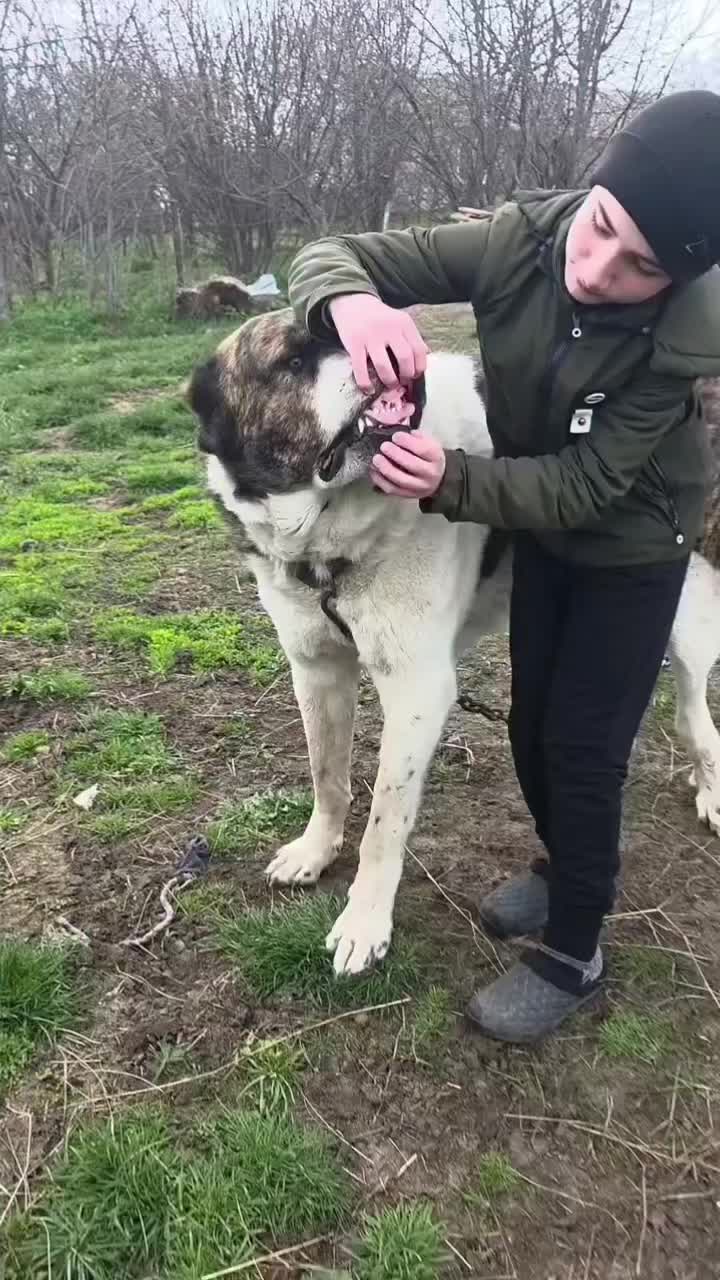 @Ultimate Puppies