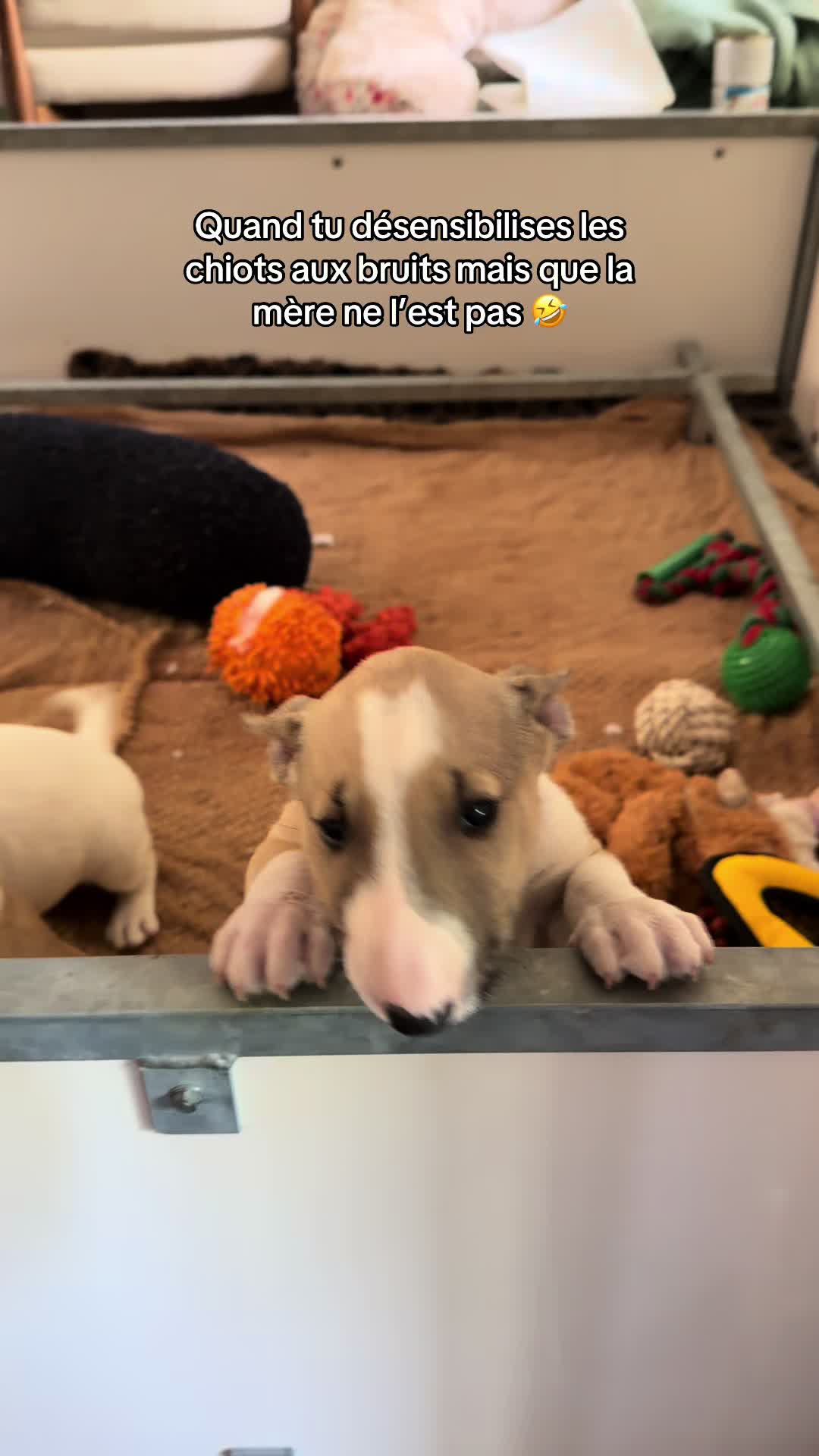 @Dogragnar 🐶👑