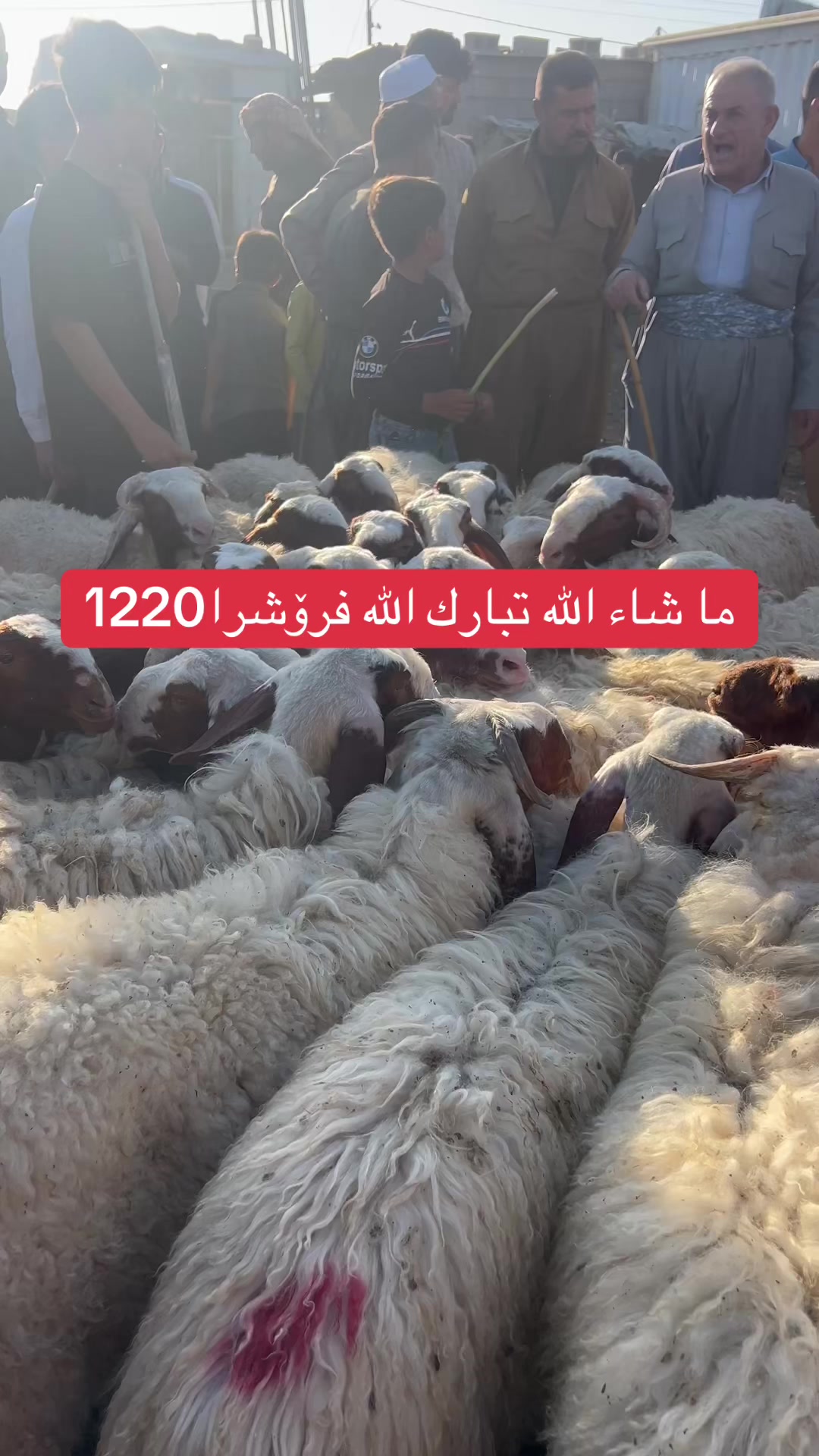 @عو مەر قەساب