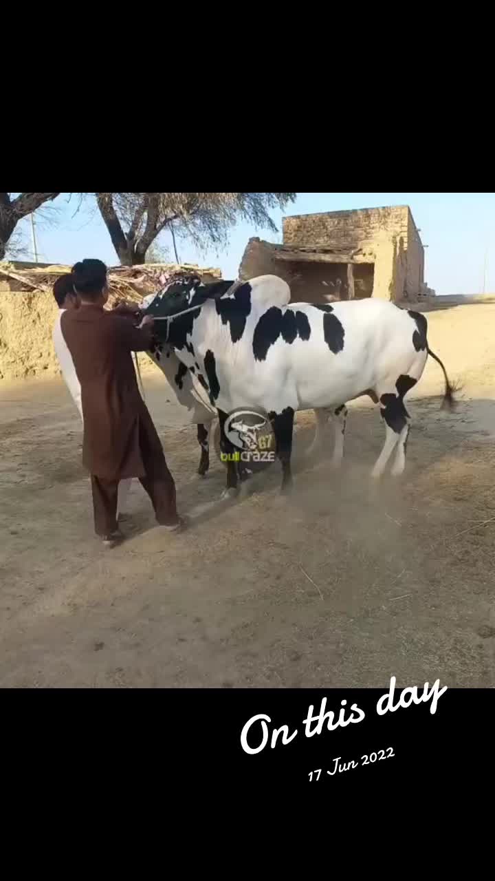 @G7 BULL CRAZE