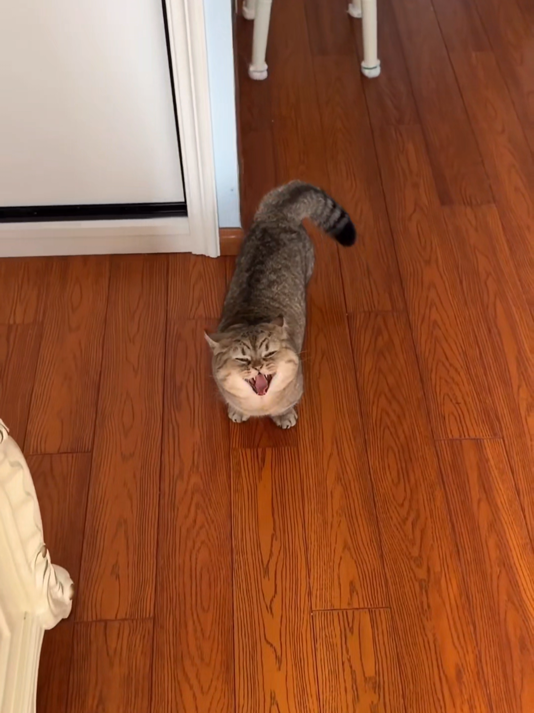 @Chonky World Of Cats