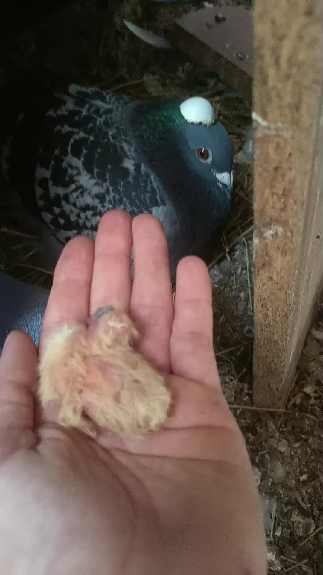 @Pigeon_which_unusual3