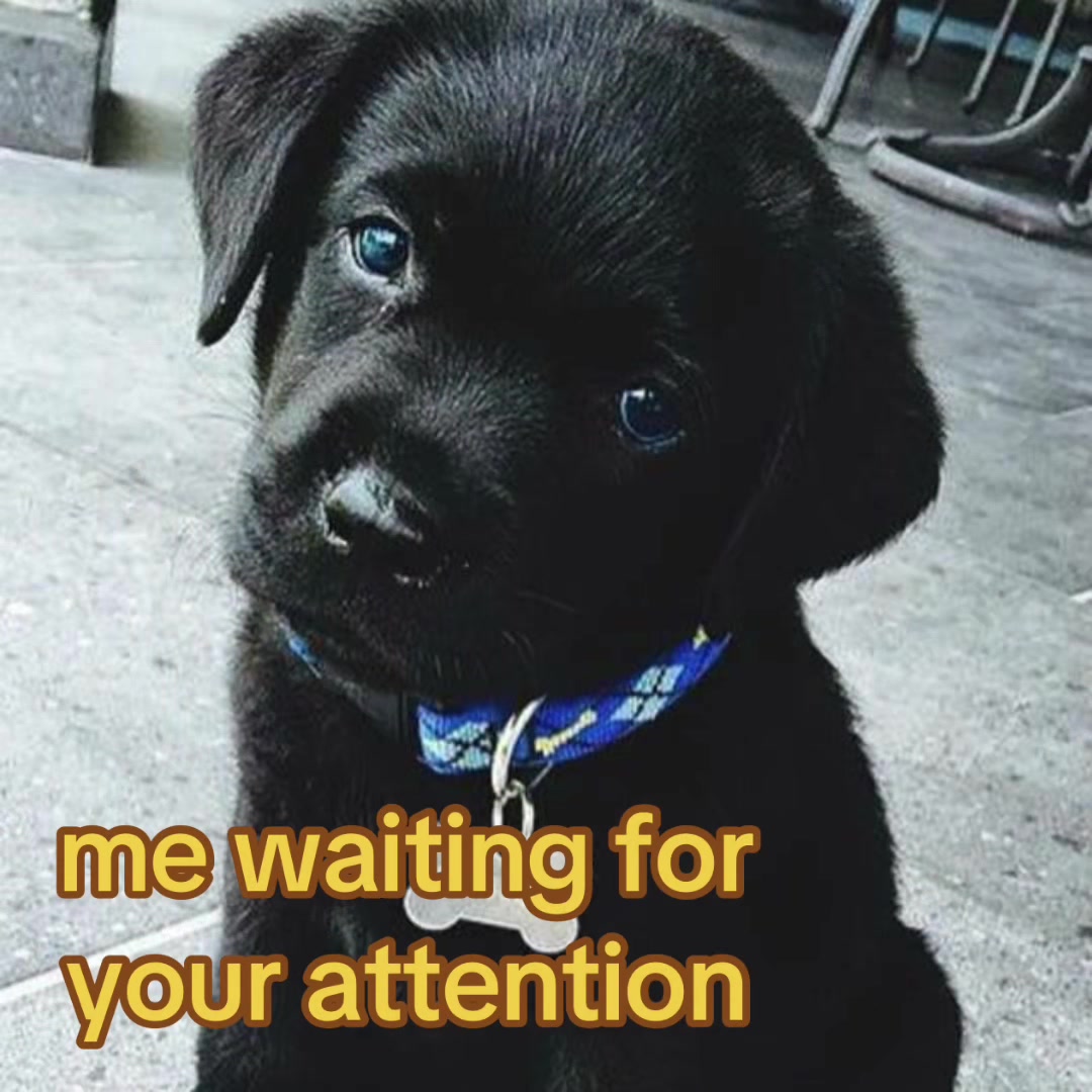 @The Bark Archive
