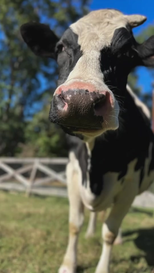 @Hidden Acres Animal Sanctuary