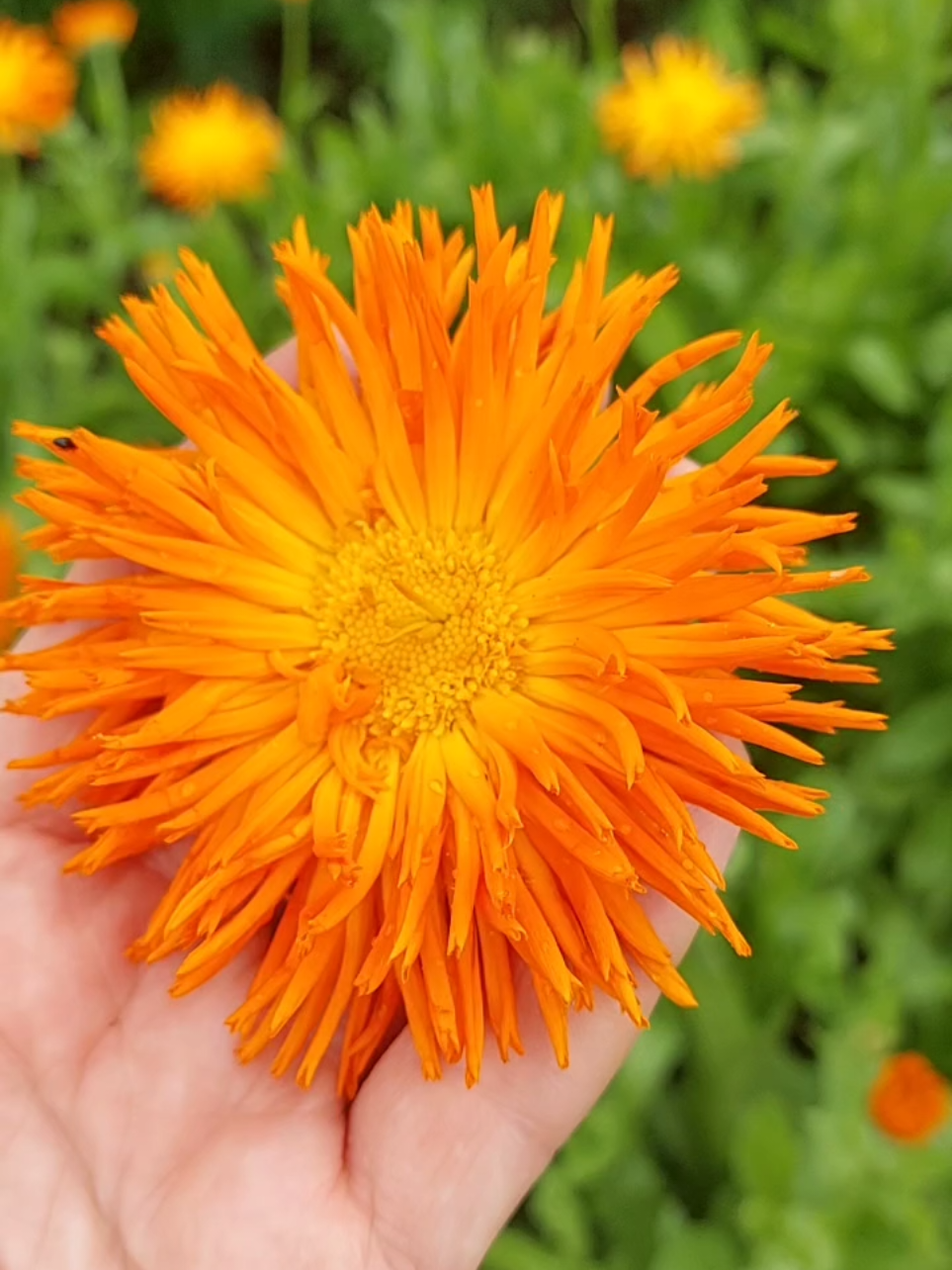 @Наталья Шарендо