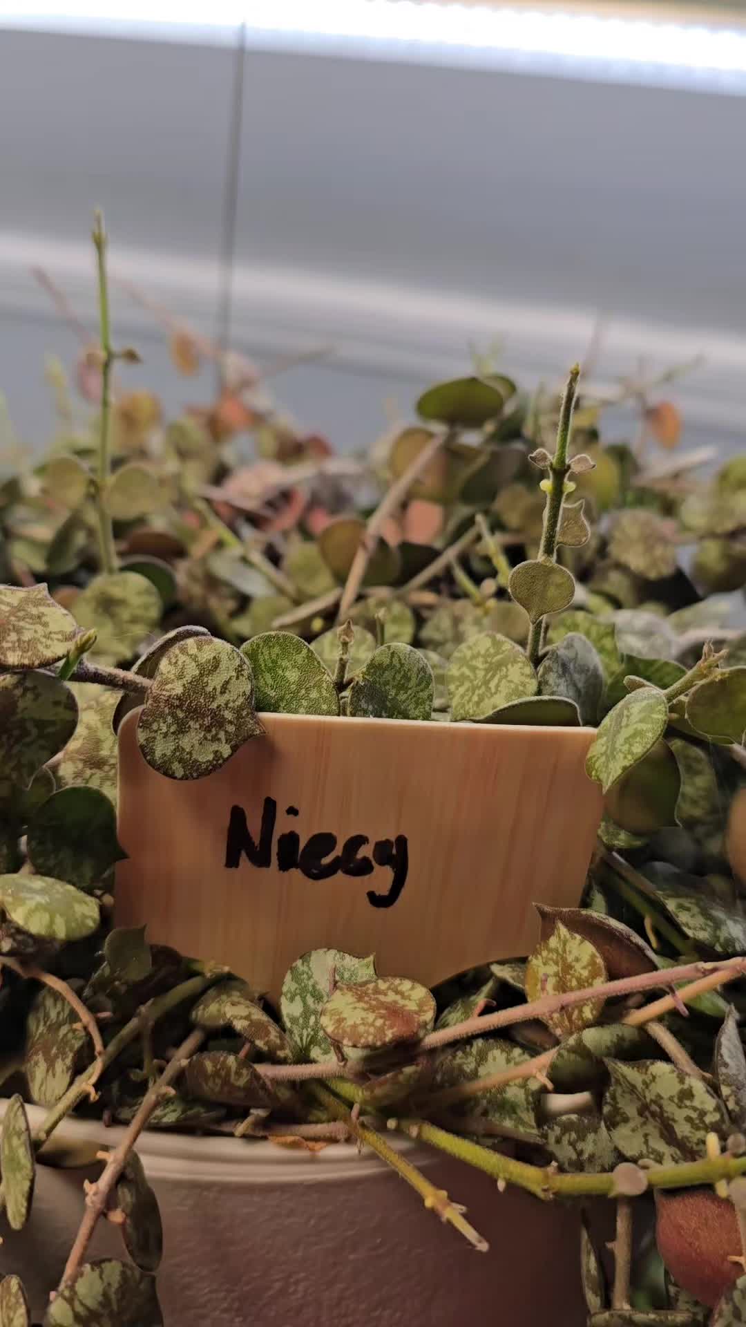 @JT - BigEGOPlants