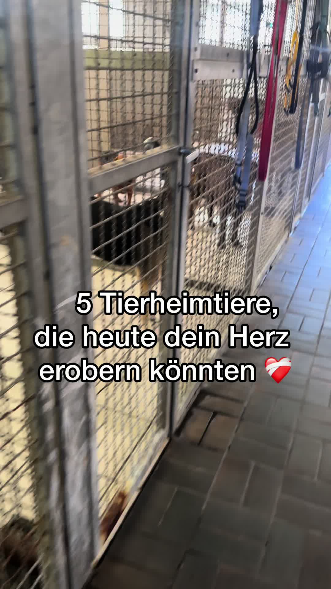 @Tierheim Witten e.V.