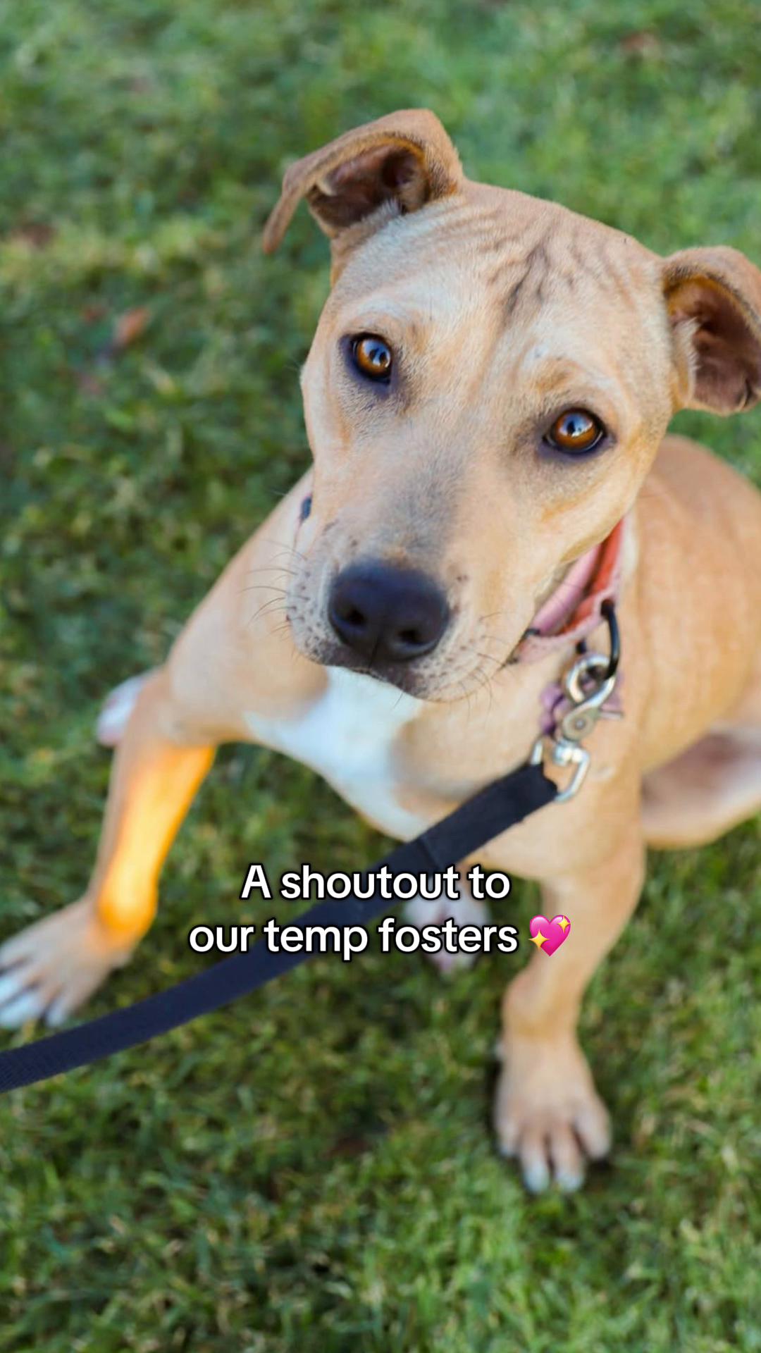@Underdog Pet Rescue of WI