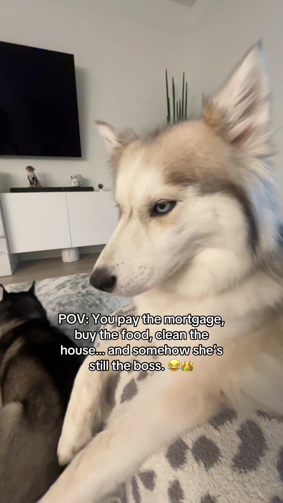 @lifewith2huskies