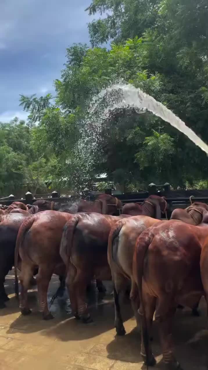 @KENYA FARM NAIVASH 0737434484