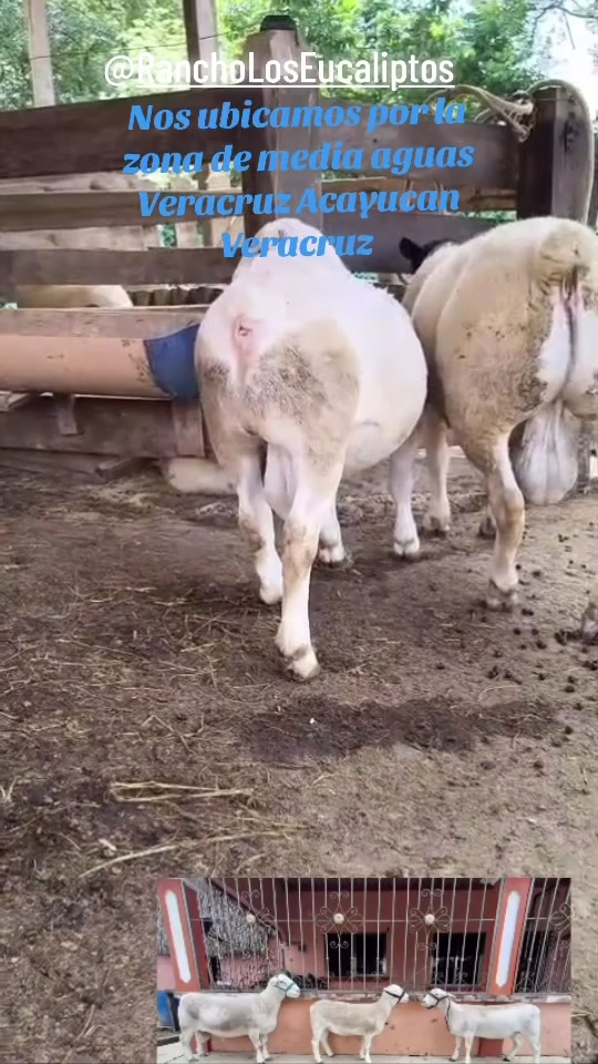 @maya