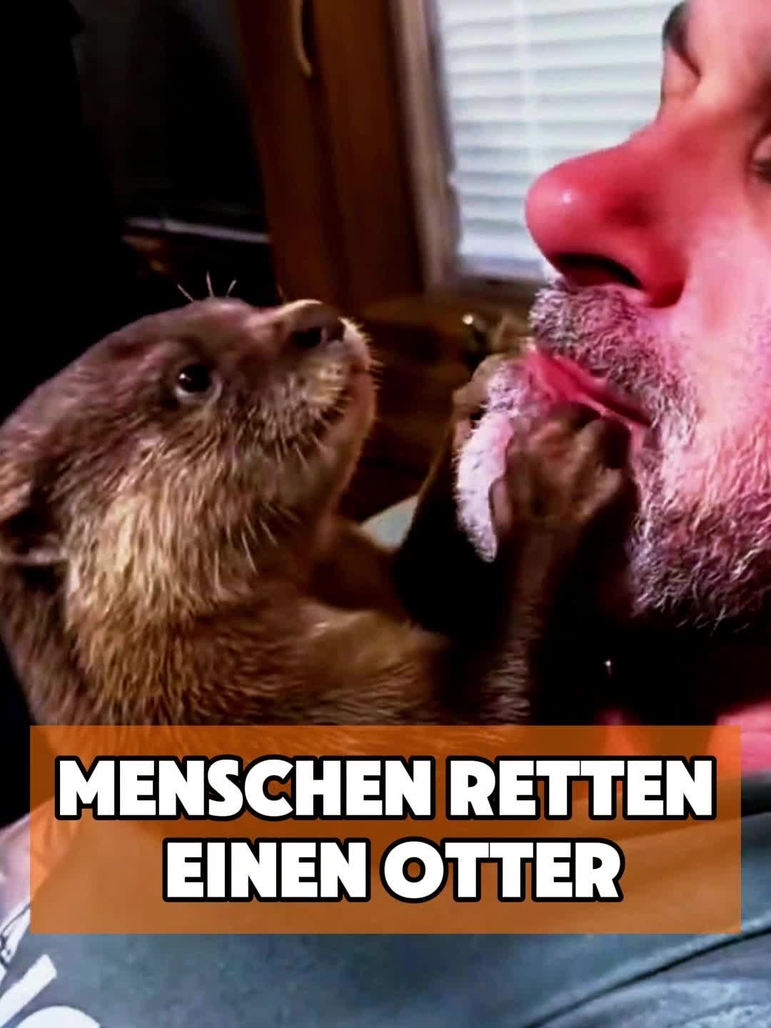 @toto_tier
