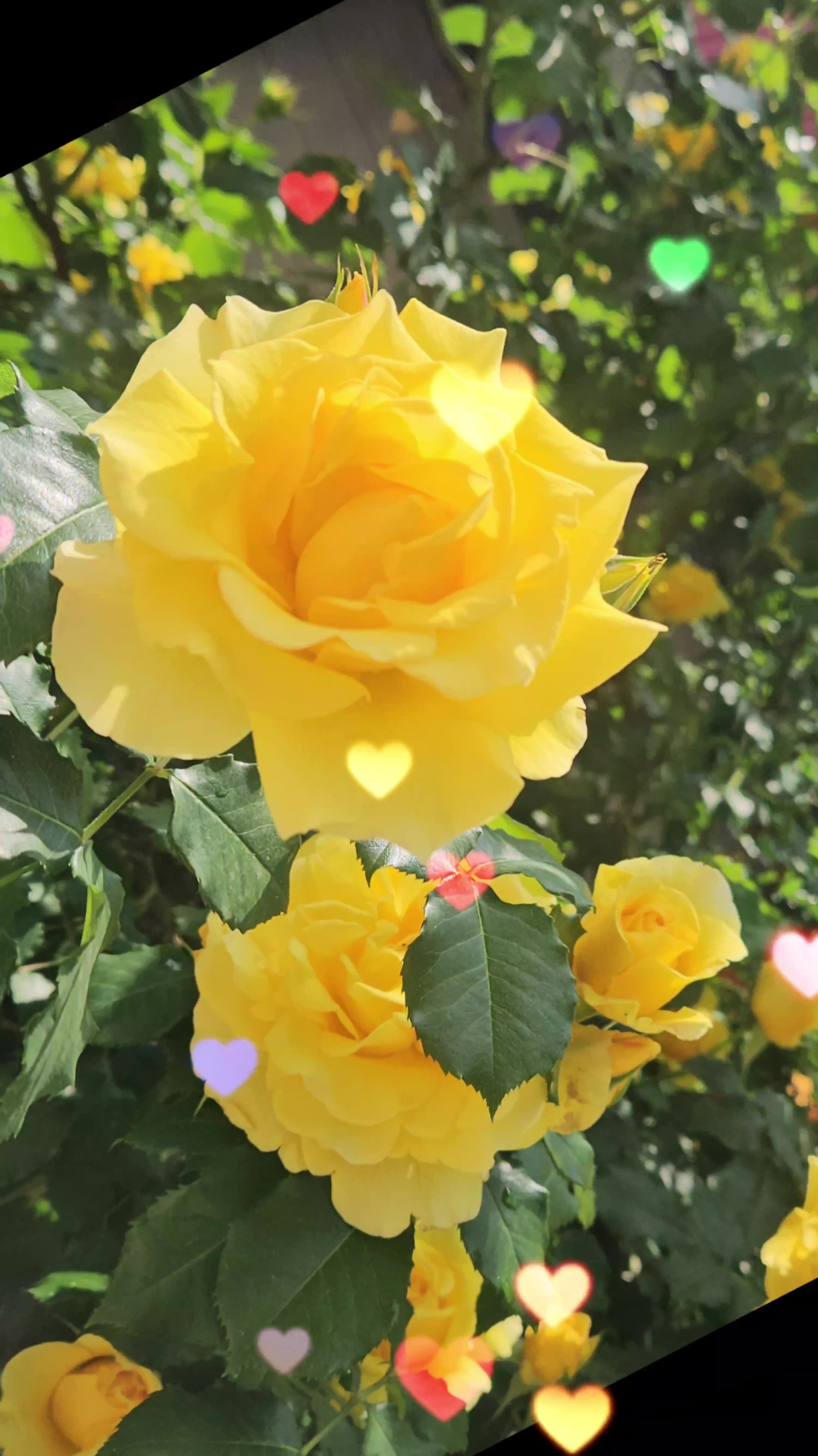 @❤心灵漫游⚘️마음힐링