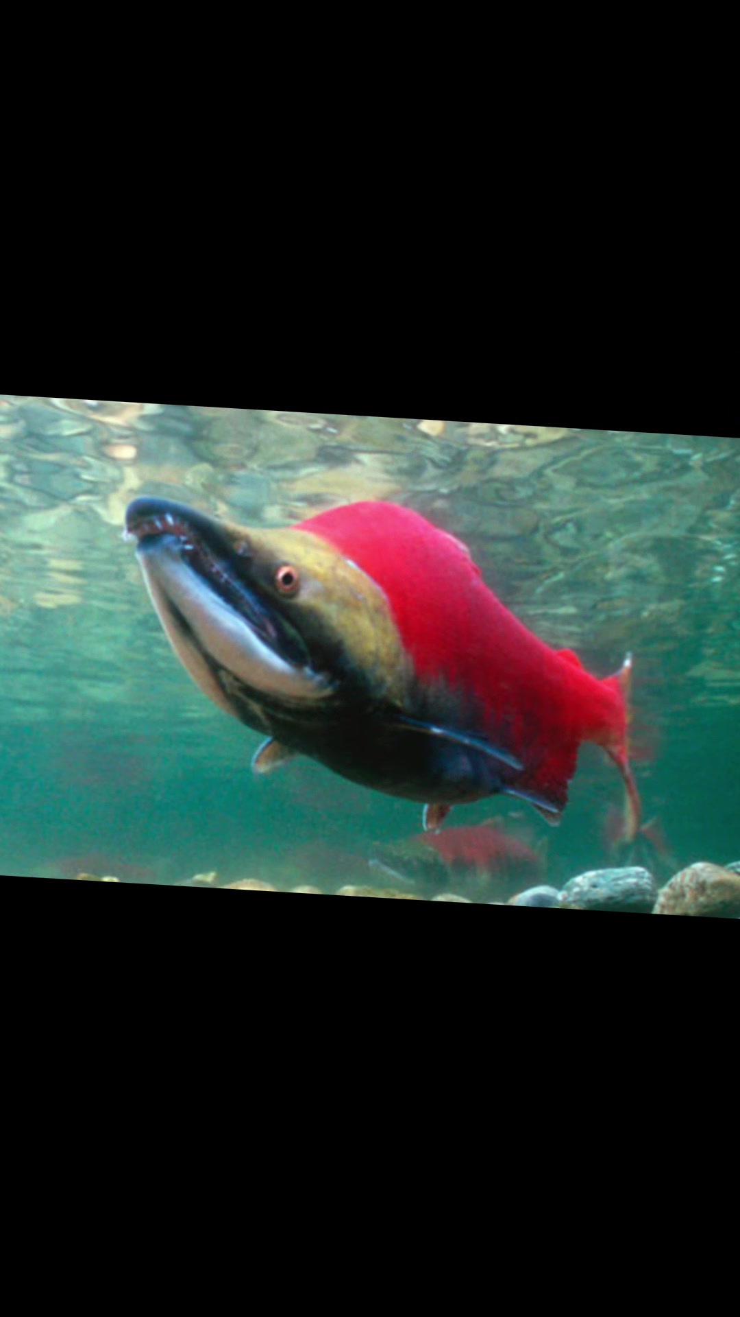 @Salmon