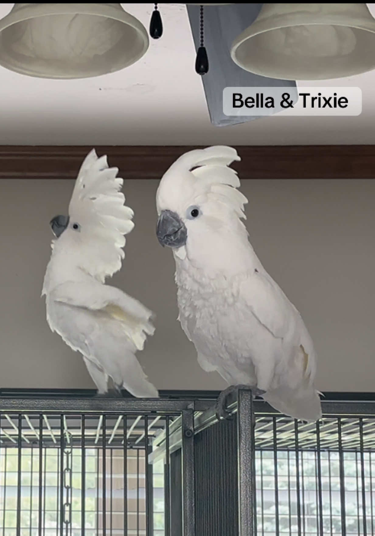 @bella_trixie_party