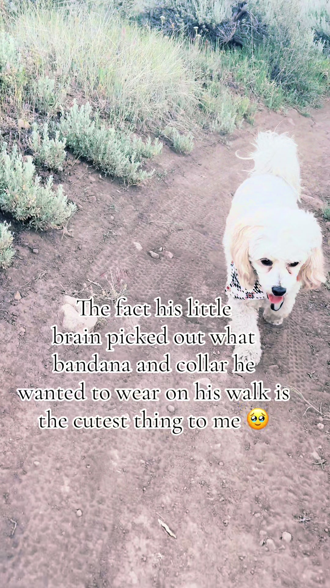 @Silly.dog.cooper