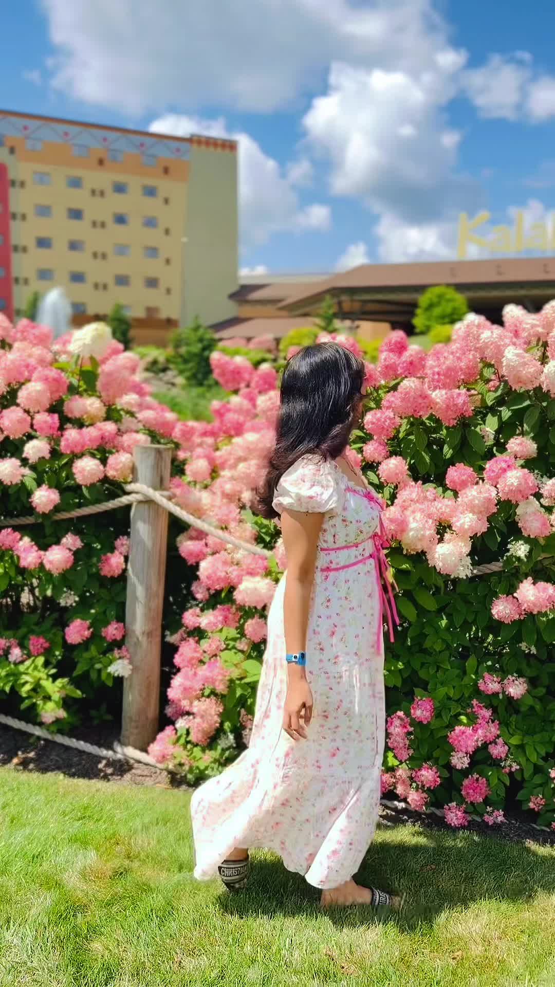 @🕊️