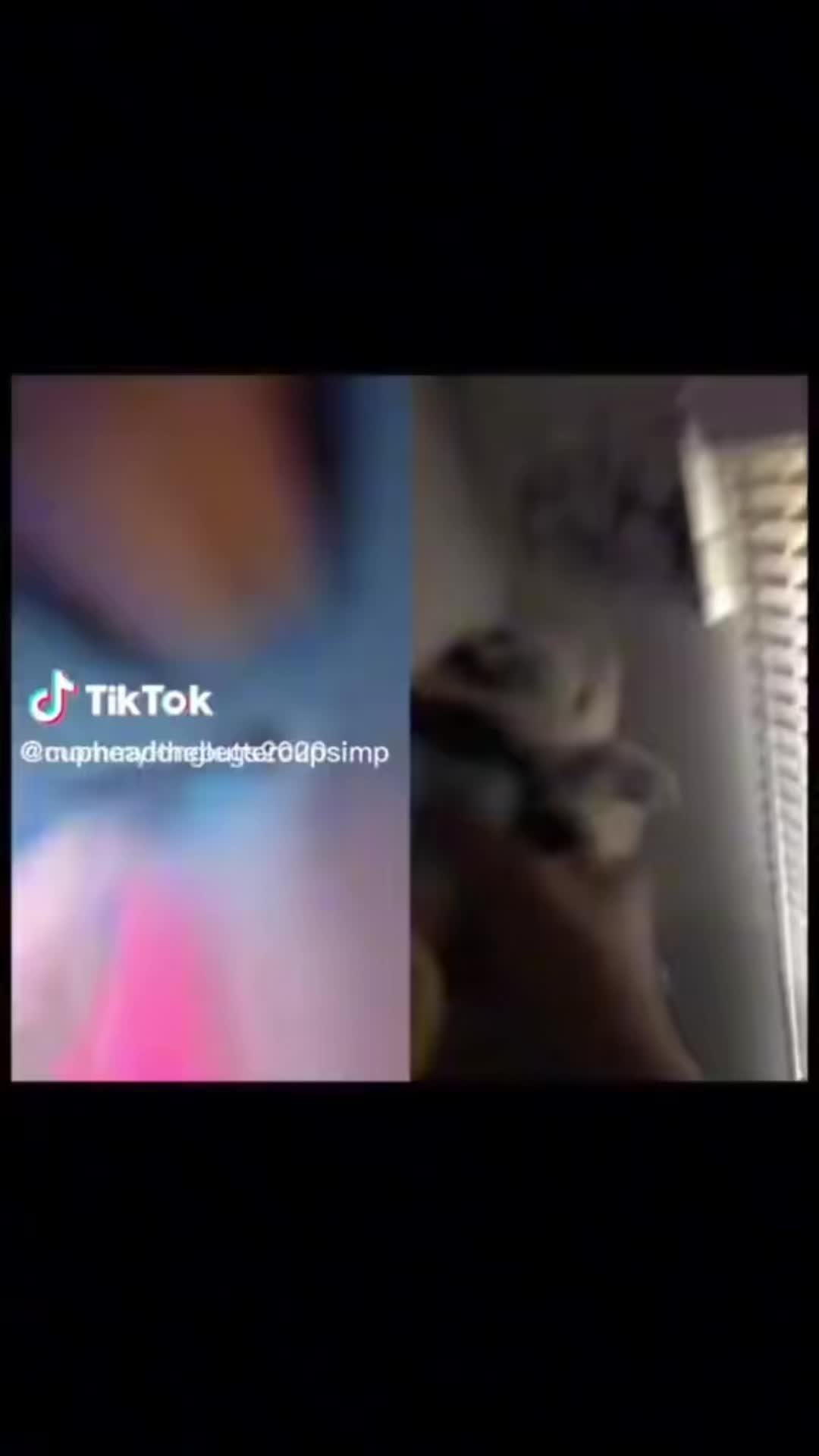 @birdothedog1930