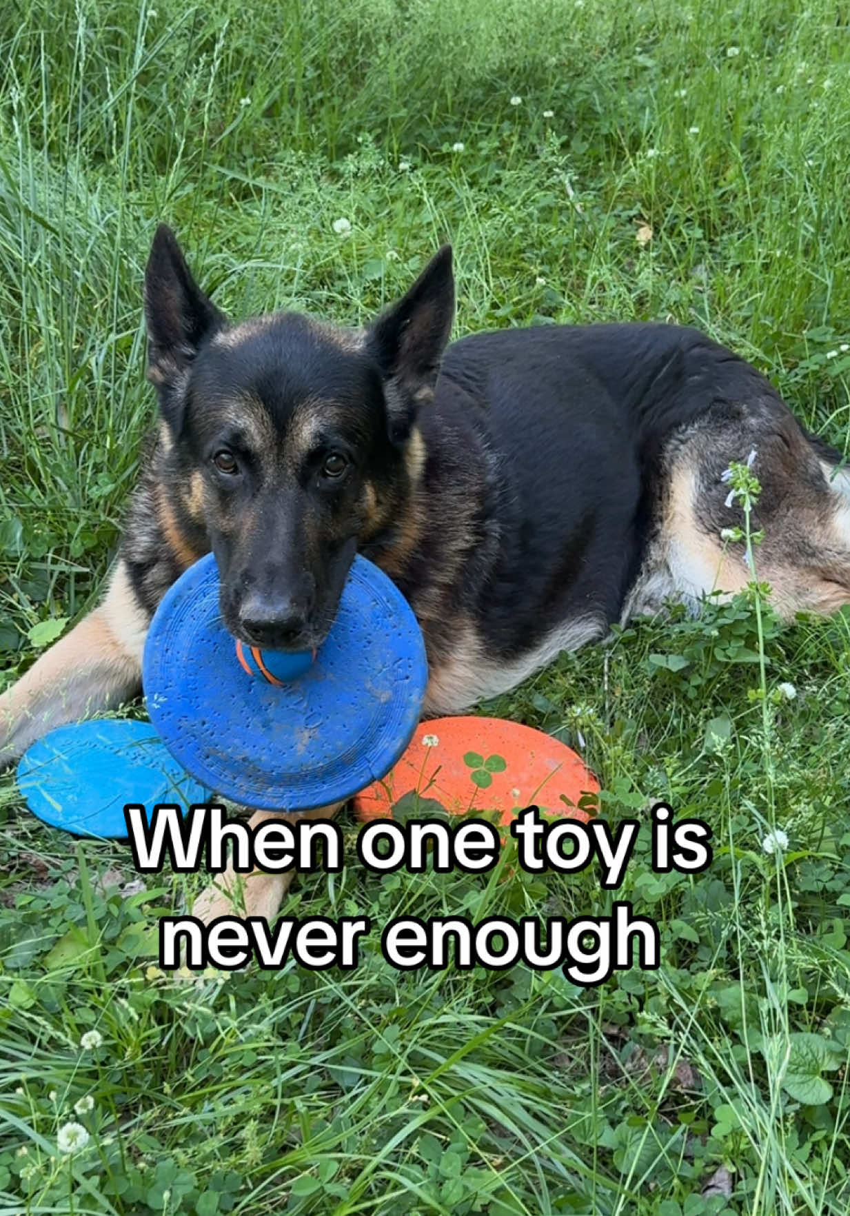 @Boris & Gator🐕 + Smokey🐈