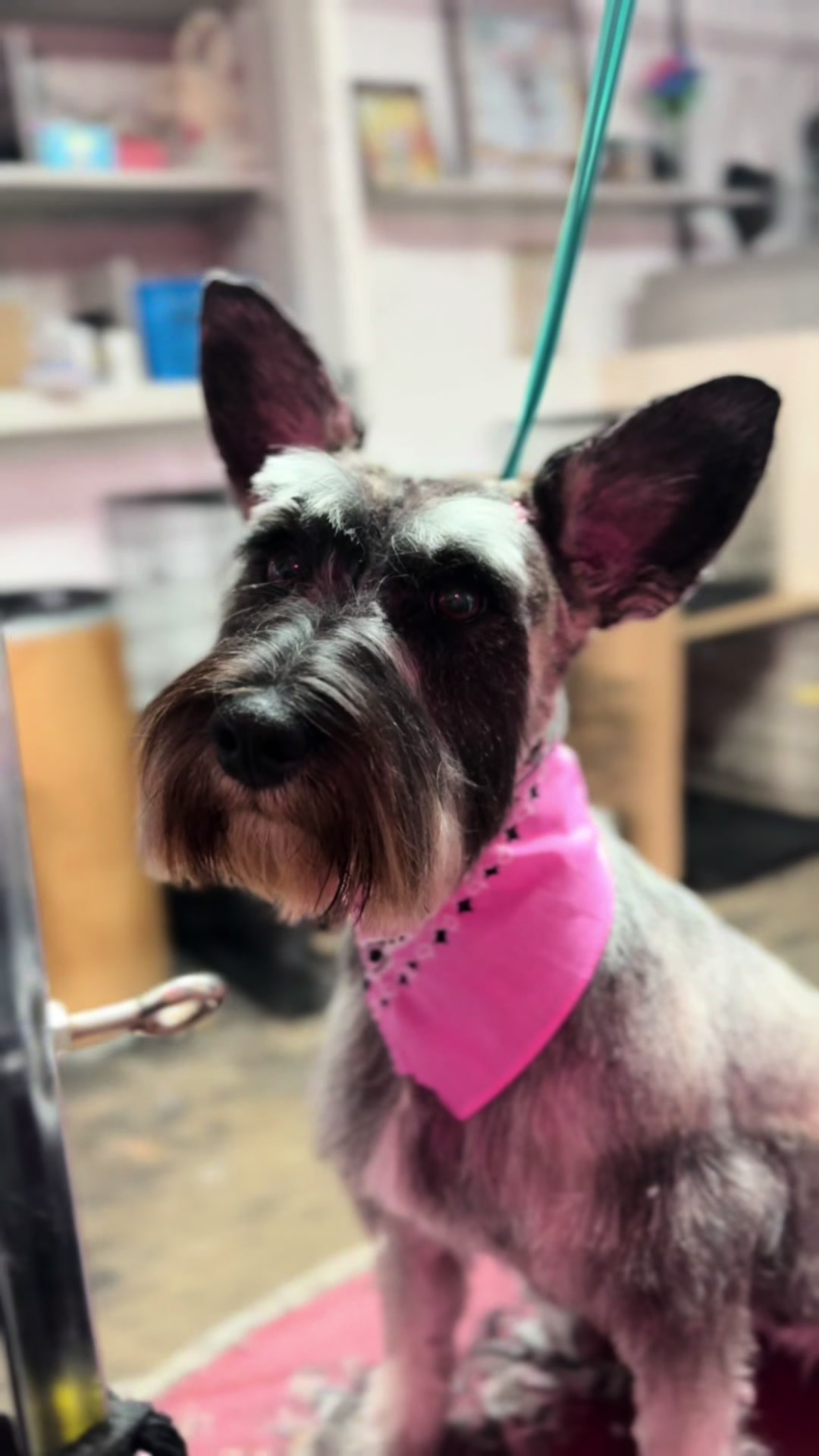 @PRETTY PAWS FURRY SALON🐾💜