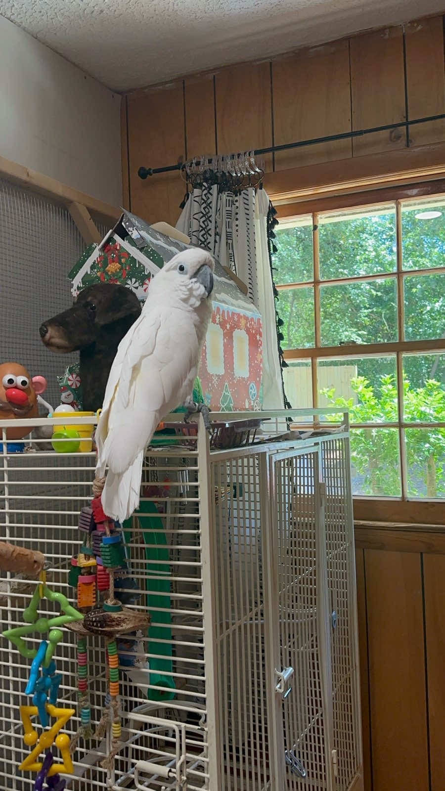 @Buster the cockatoo
