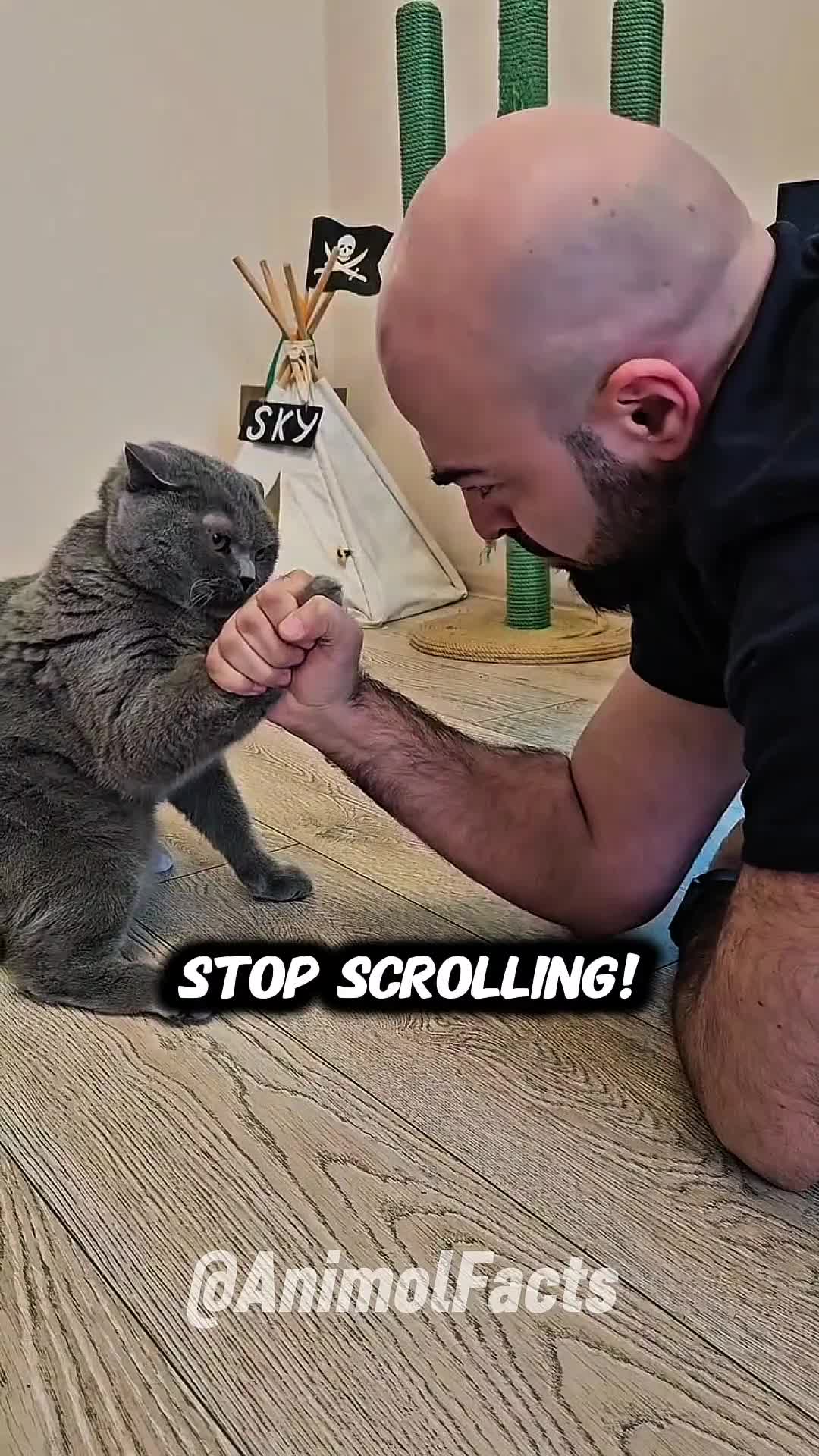@animolfacts