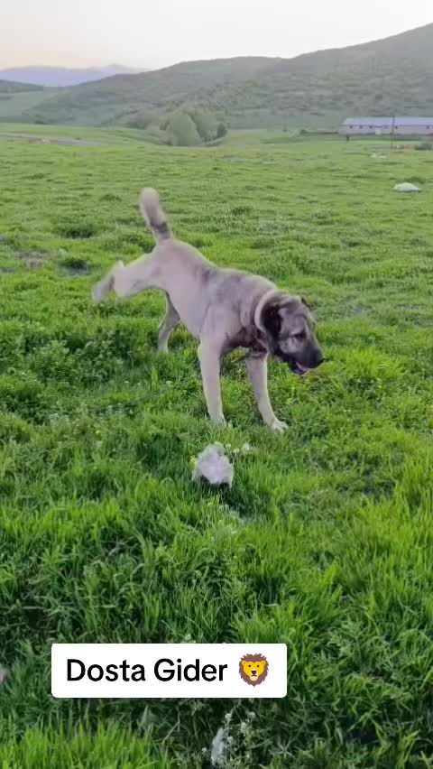 @koçer.12
