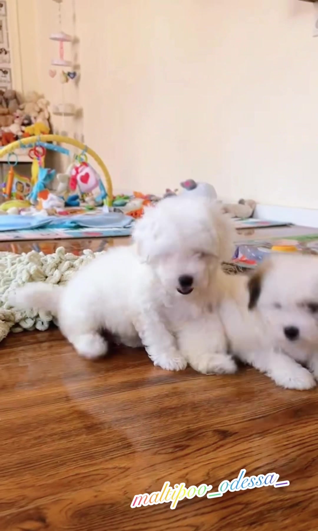 @maltipoo_odessa_