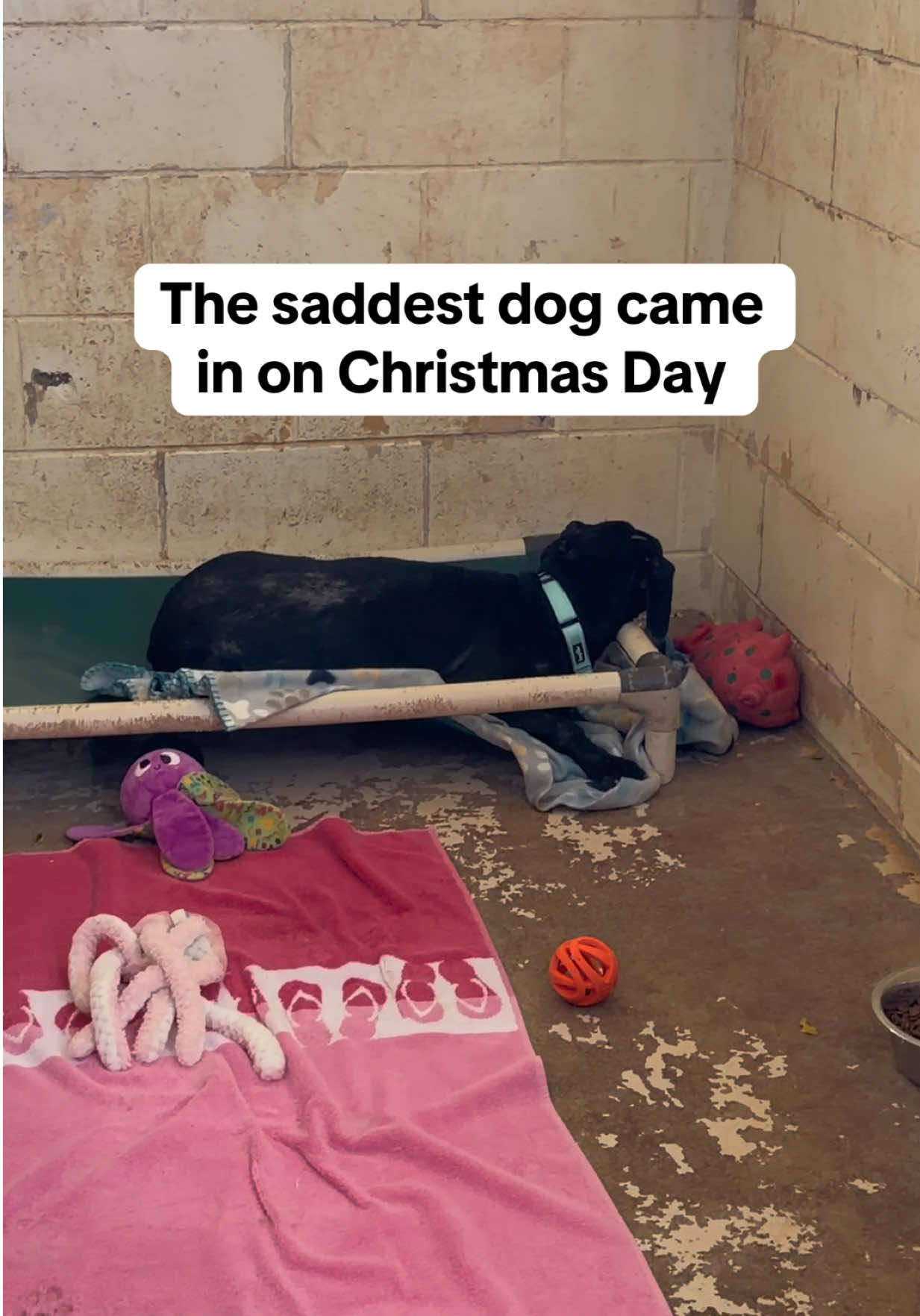 @Cassondra | Maui Shelter Dogs