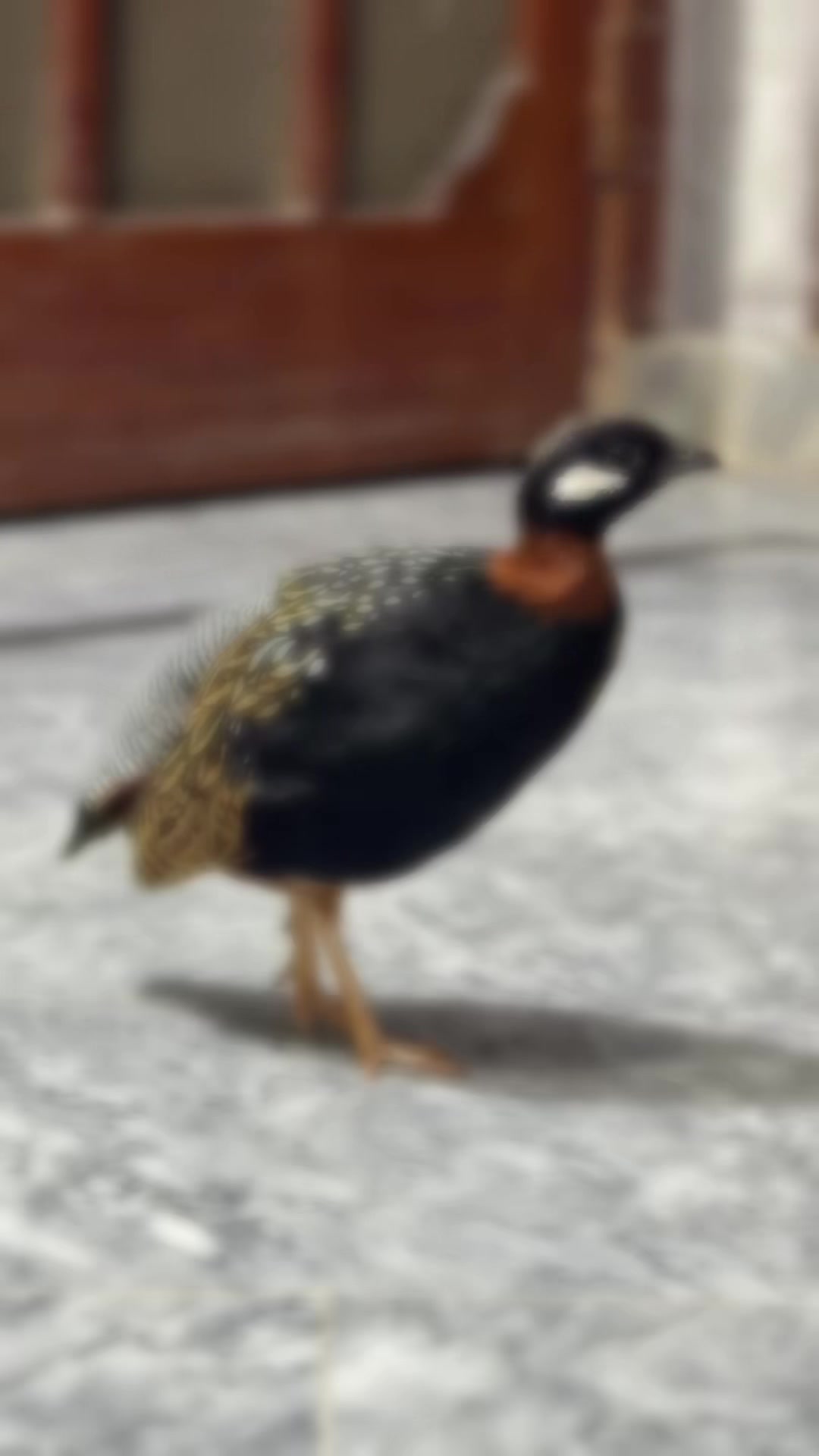 @AdilBirdsFarm