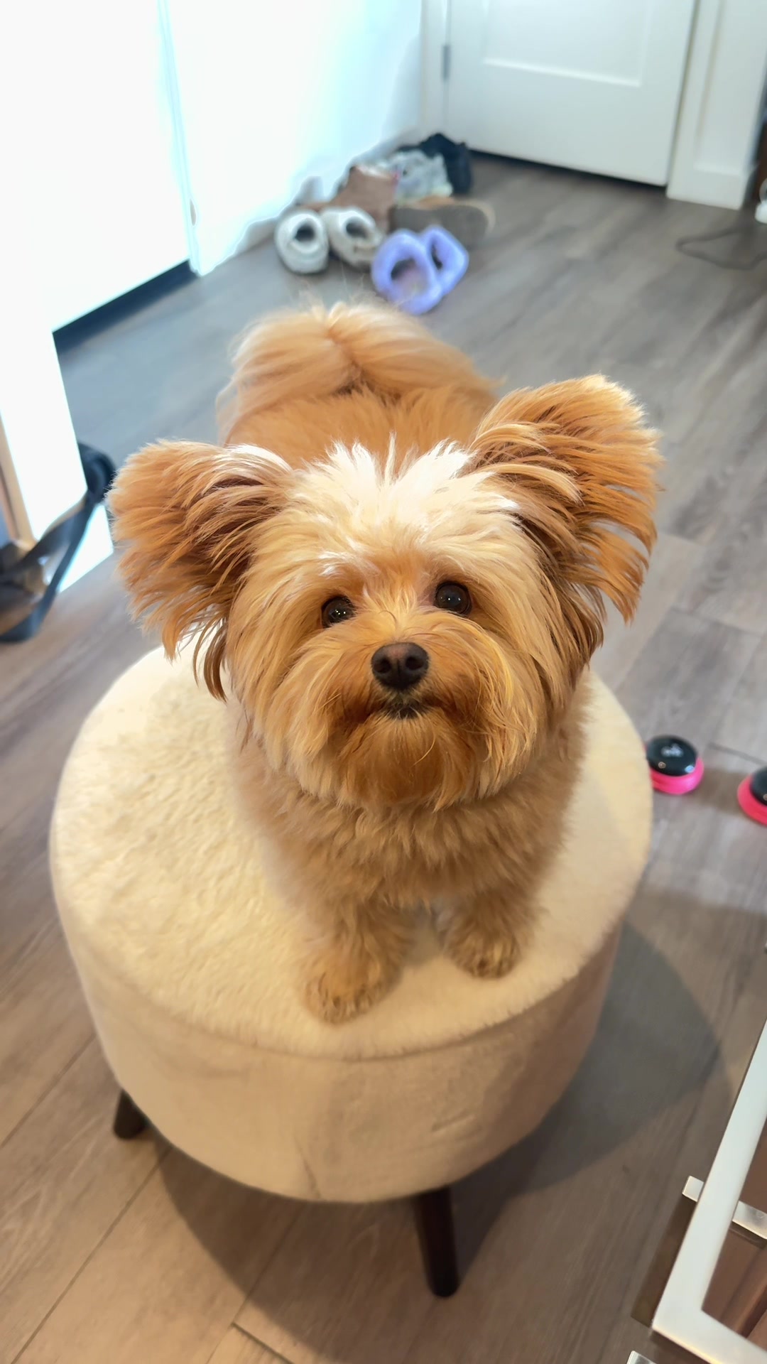 @pomapoo.barney