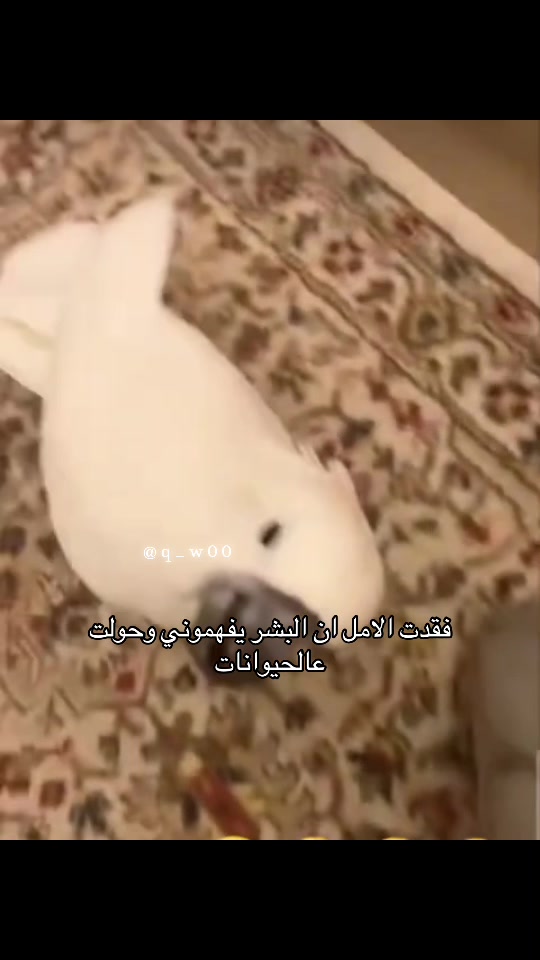 @ام زكي 🥷
