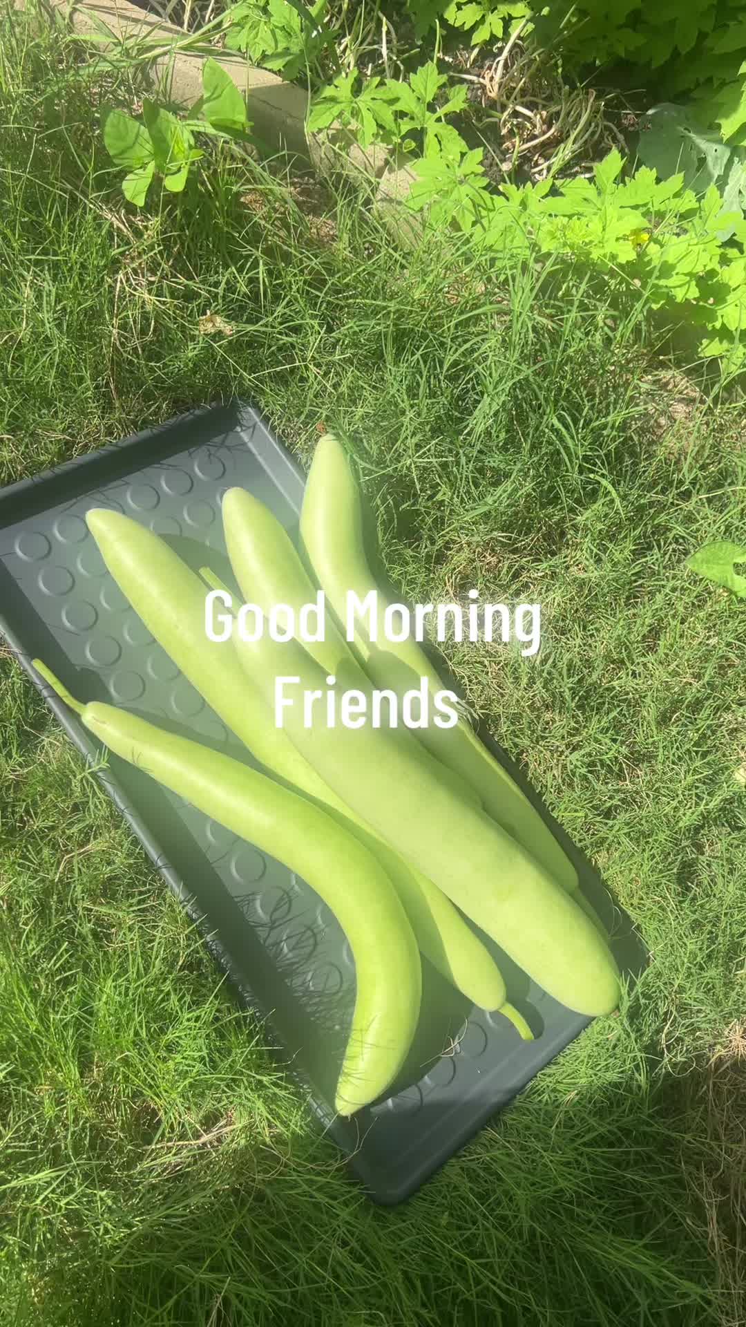 @sarurani