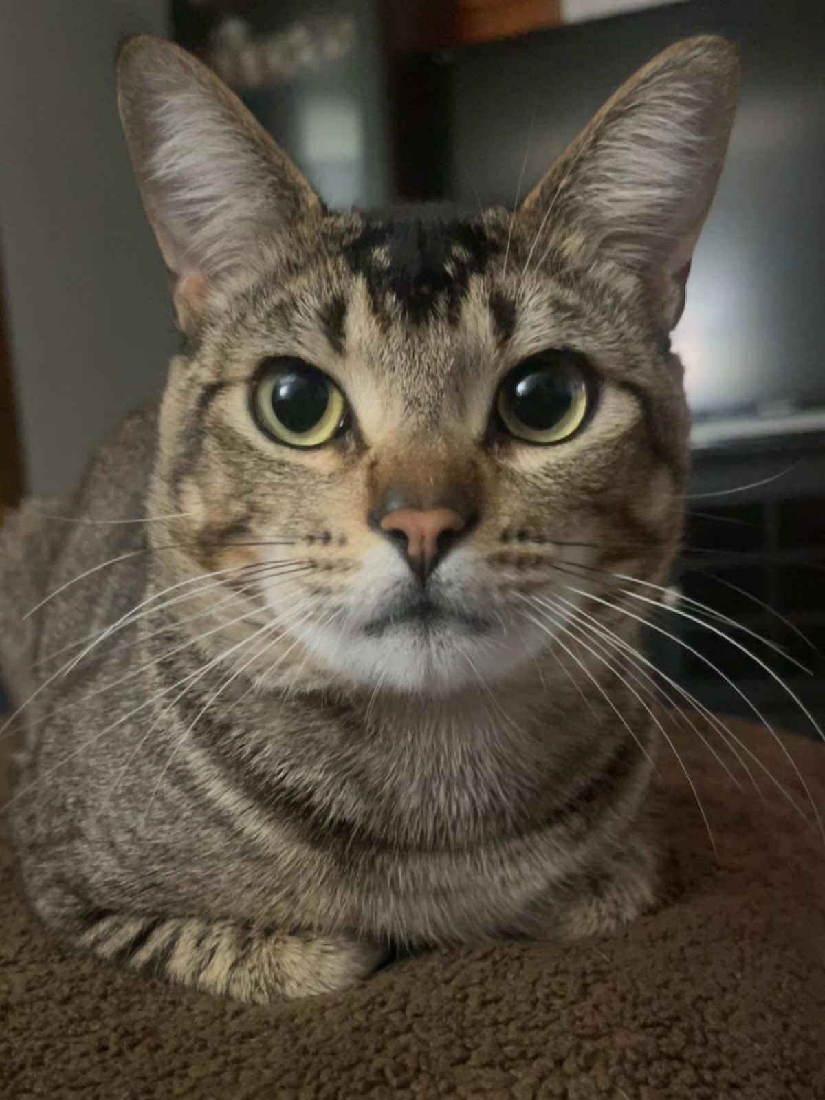 @🐾🐾🐾
