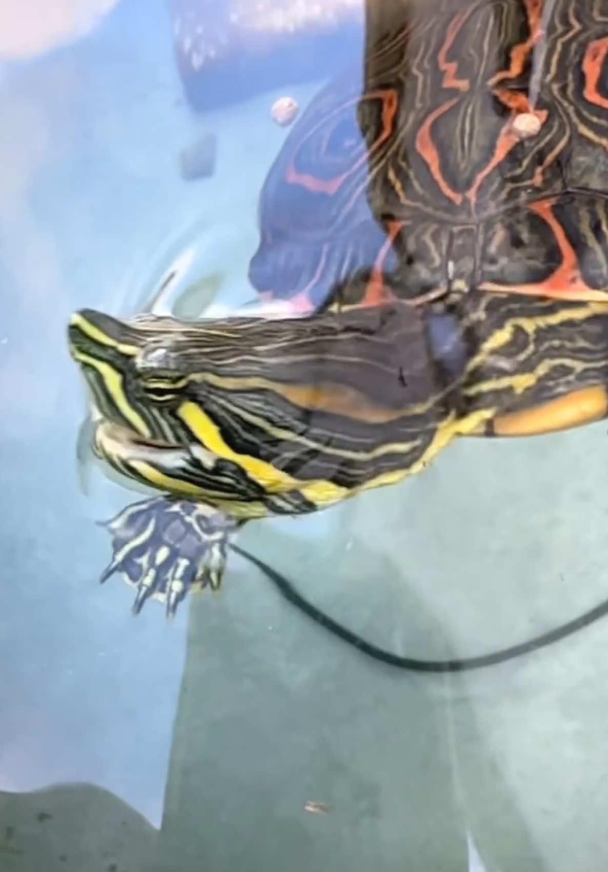 @Tommys_reptiles