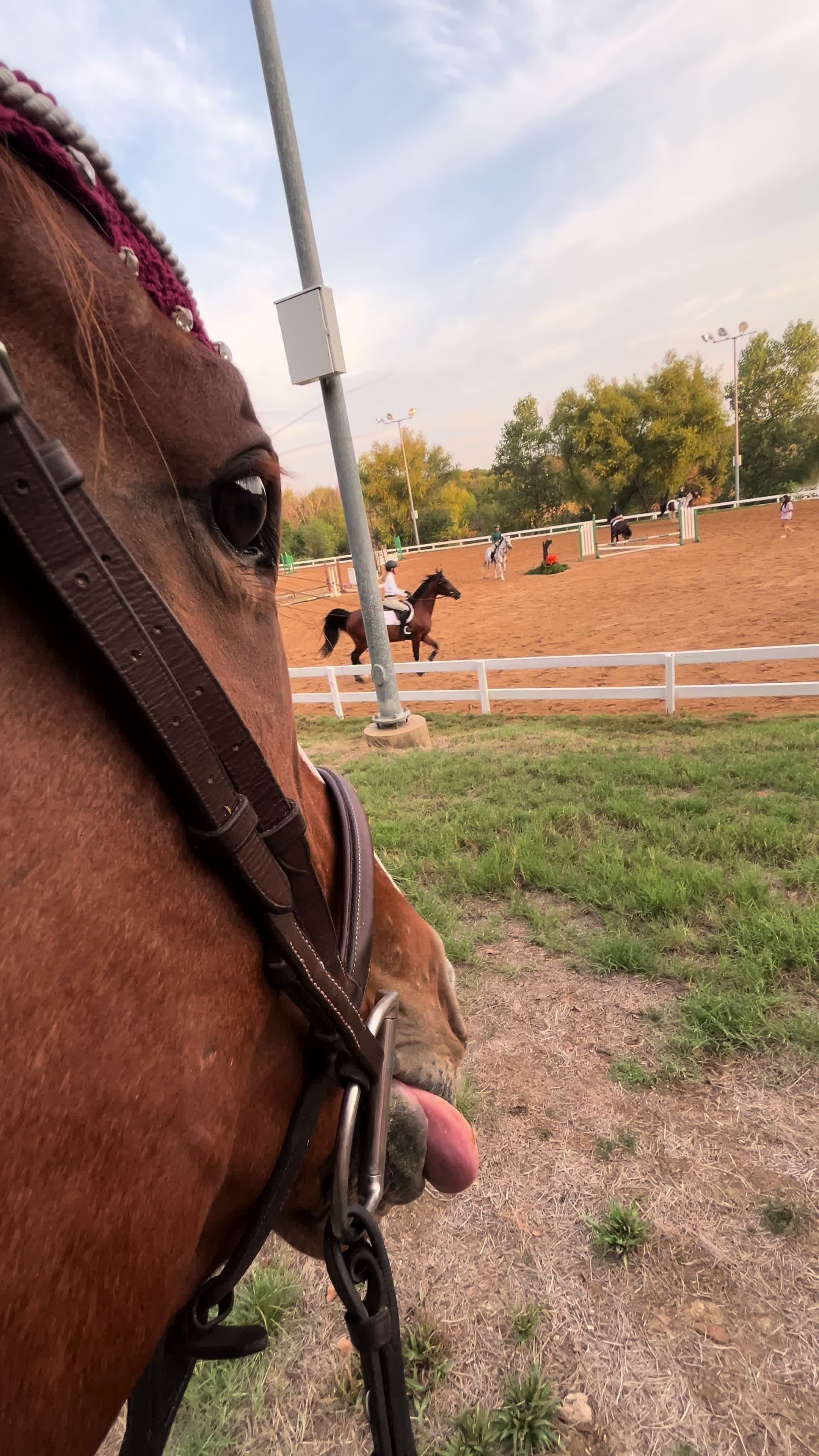 @Horses TikTok