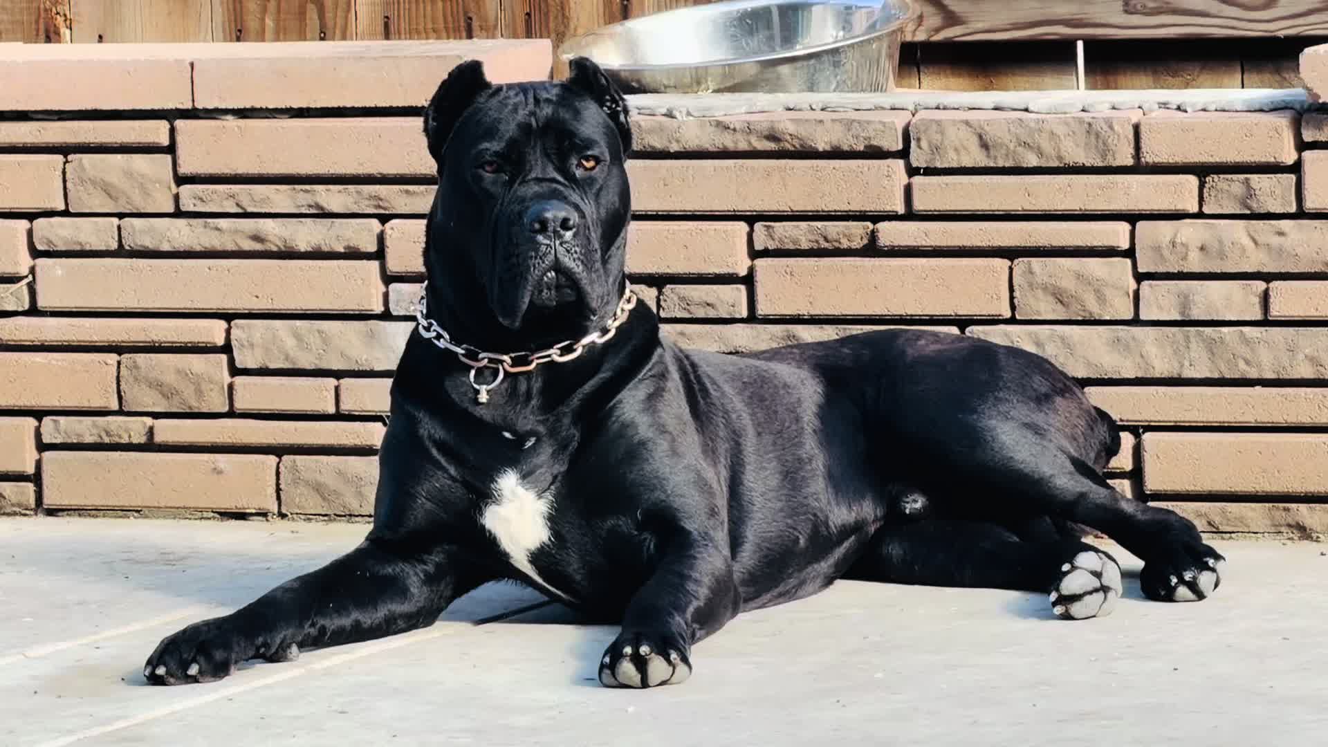 @panther_corso