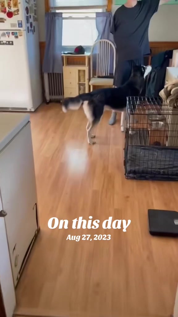 @Martin Scorsese the husky