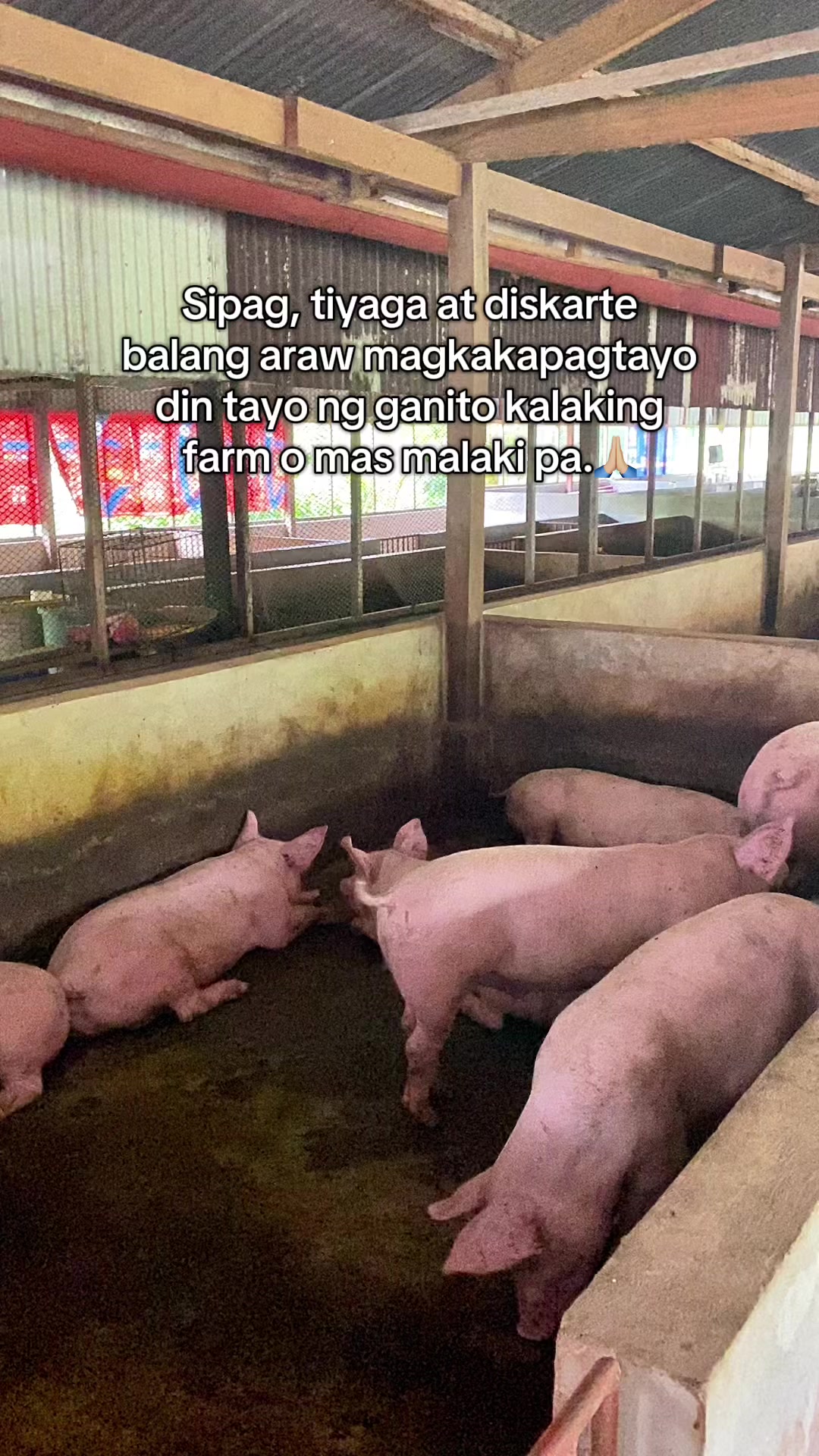@Marj Pig Farm Vlogs